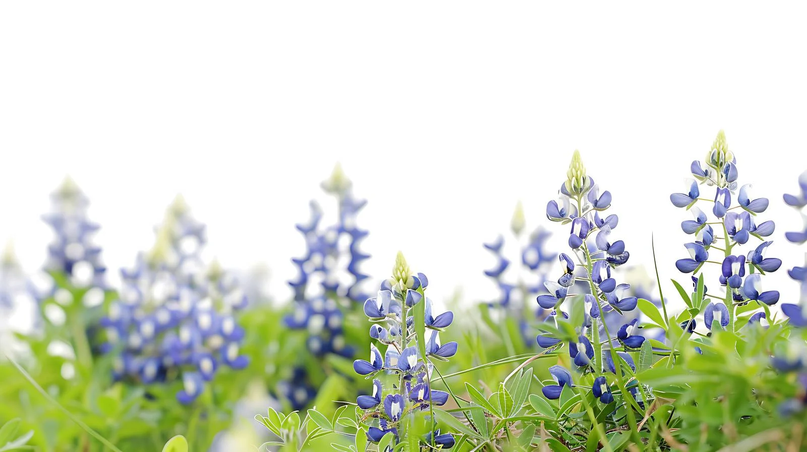 Vibrant Texas Bluebonnets Blooming on Hills — free download from Dotvec