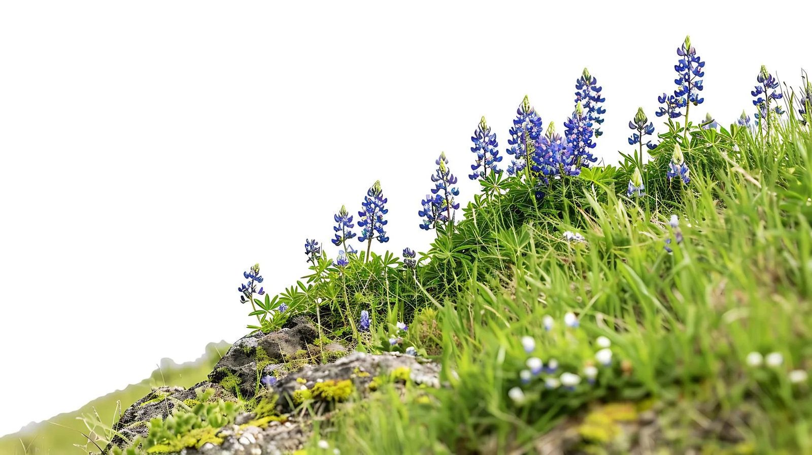 Vibrant Texas Bluebonnets Grace Hilltop Scene — free download from Dotvec