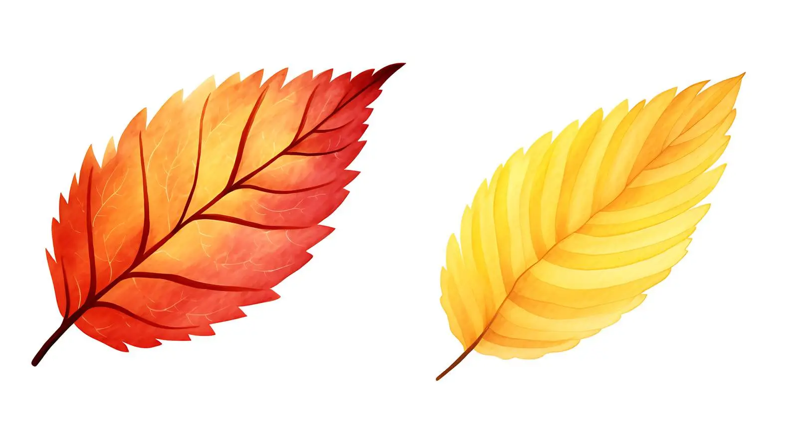 Vibrant Marple Leaves on White Background — free download from Dotvec