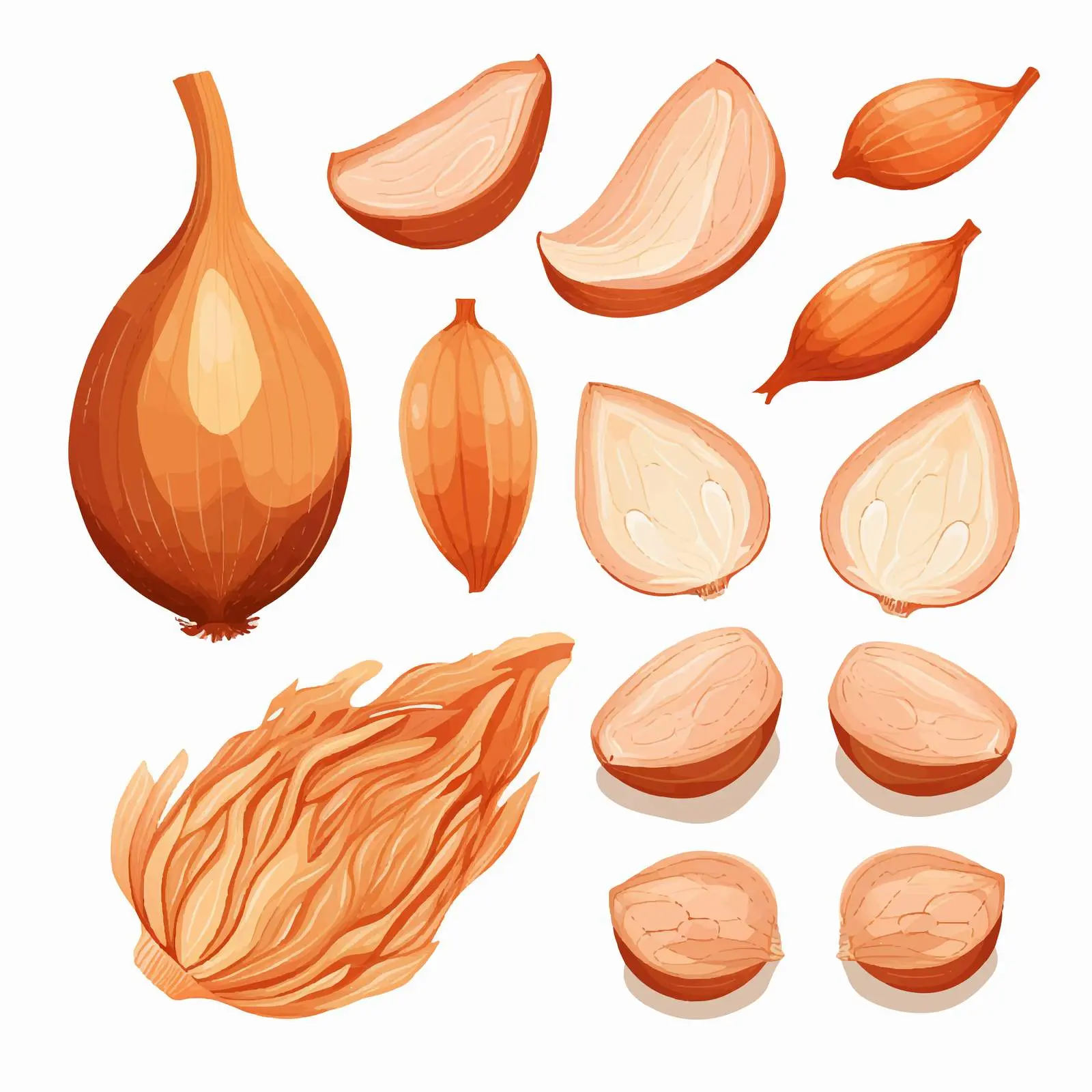 Whole and Sliced Shallot Vector Illustration – free culinary creativity image from Dotvec
