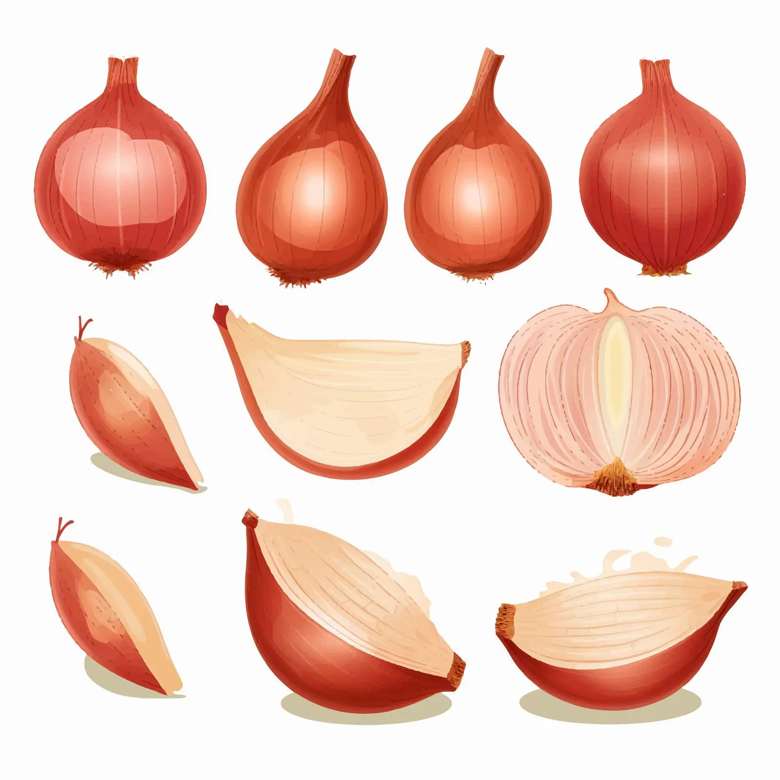 Whole and Sliced Shallot Vector Illustration – free seasoning image from Dotvec