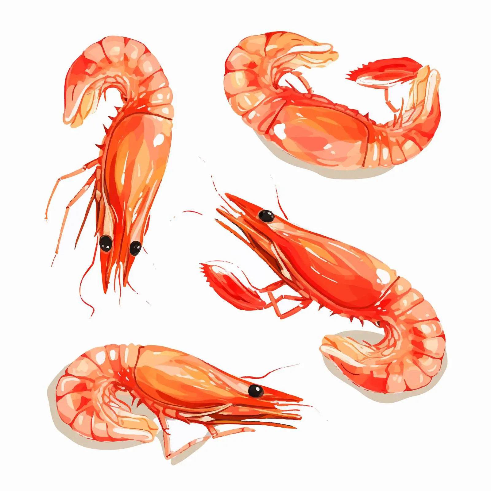 Shrimp Line Vector Illustration on White Background — free download from Dotvec