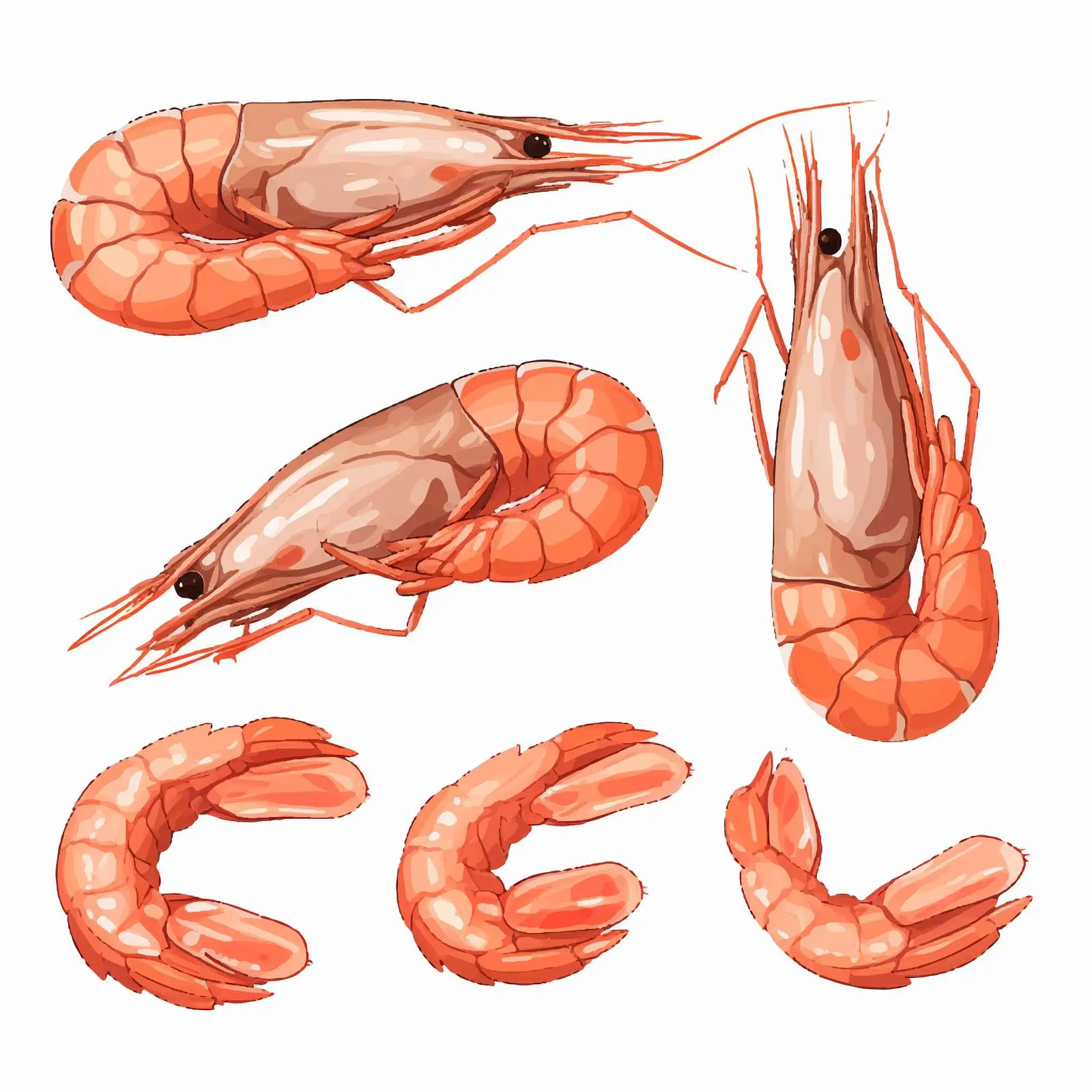 Shrimp Line Art Vector on White Background – free prawn image from Dotvec