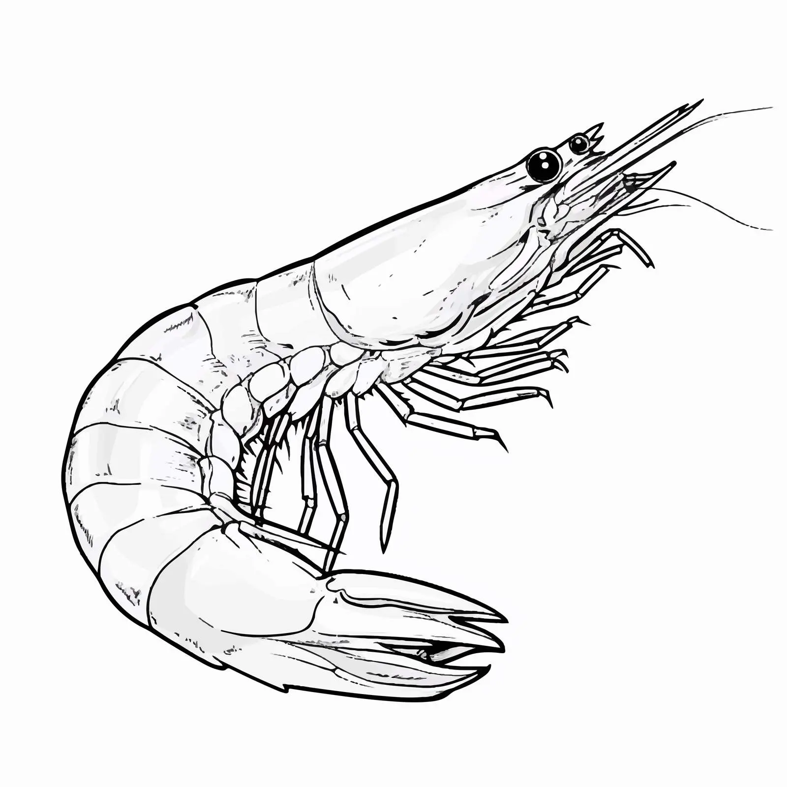 Cartoon Shrimp Outline Vector Illustration – free sea animals image from Dotvec