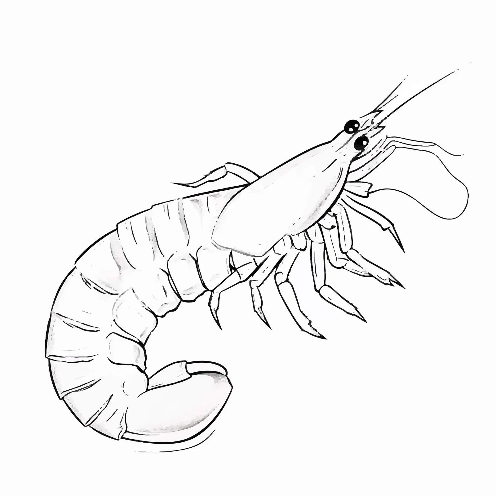 Cartoon Shrimp Outline Vector Illustration – free doodled image from Dotvec