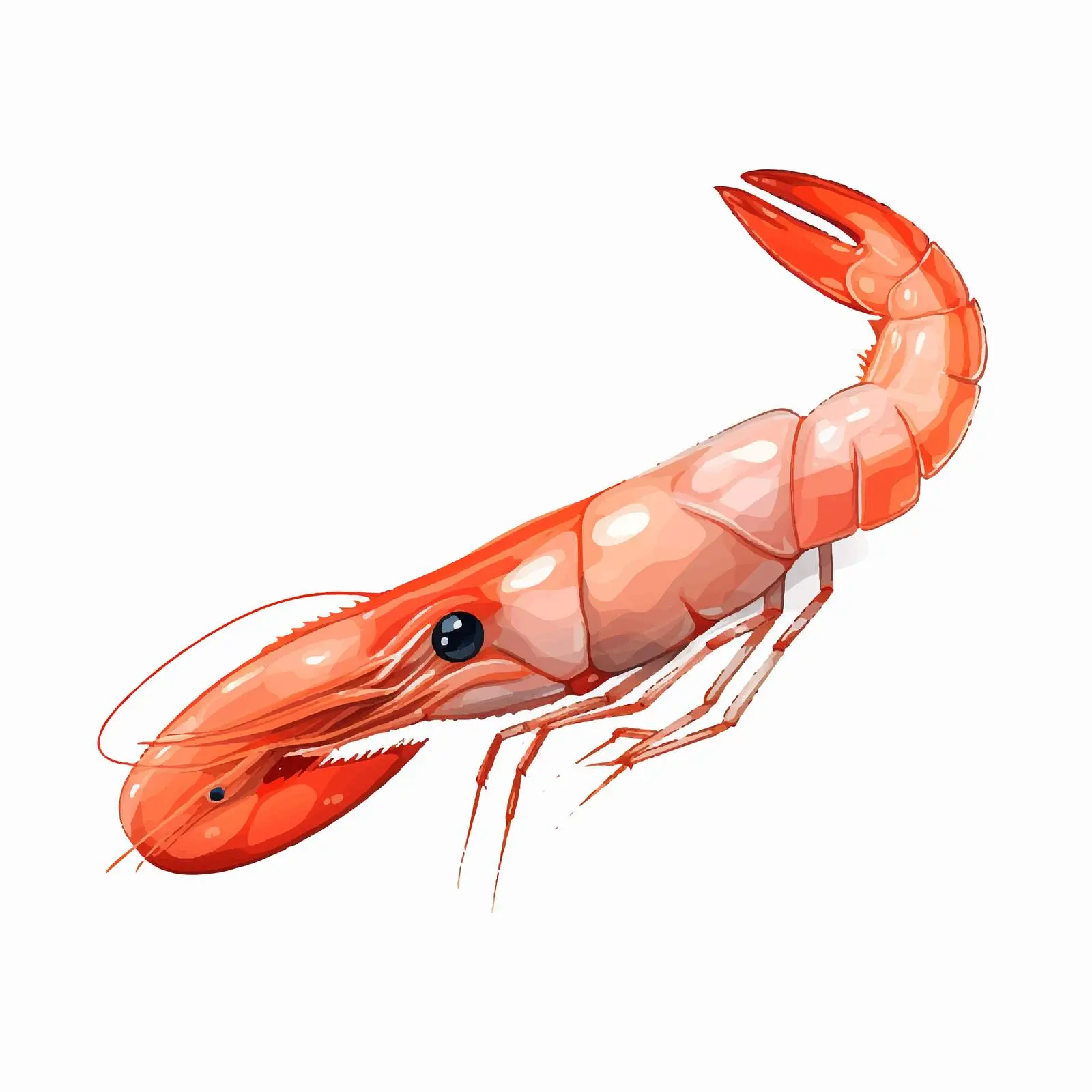 Top View Shrimp Vector Illustration on White Background — free download from Dotvec