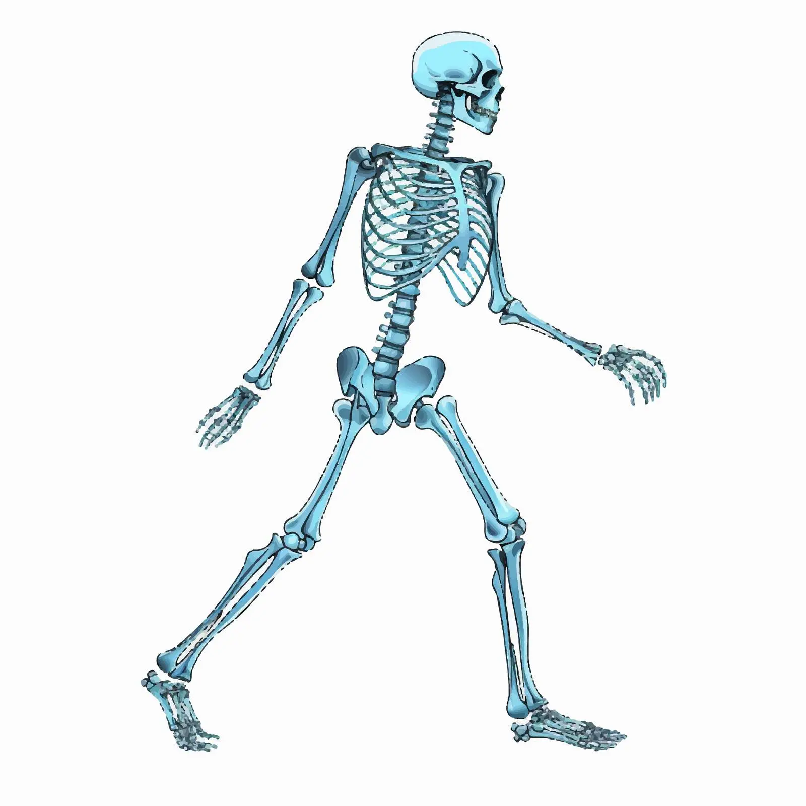 Side View of Realistic Human Skeleton — free download from Dotvec