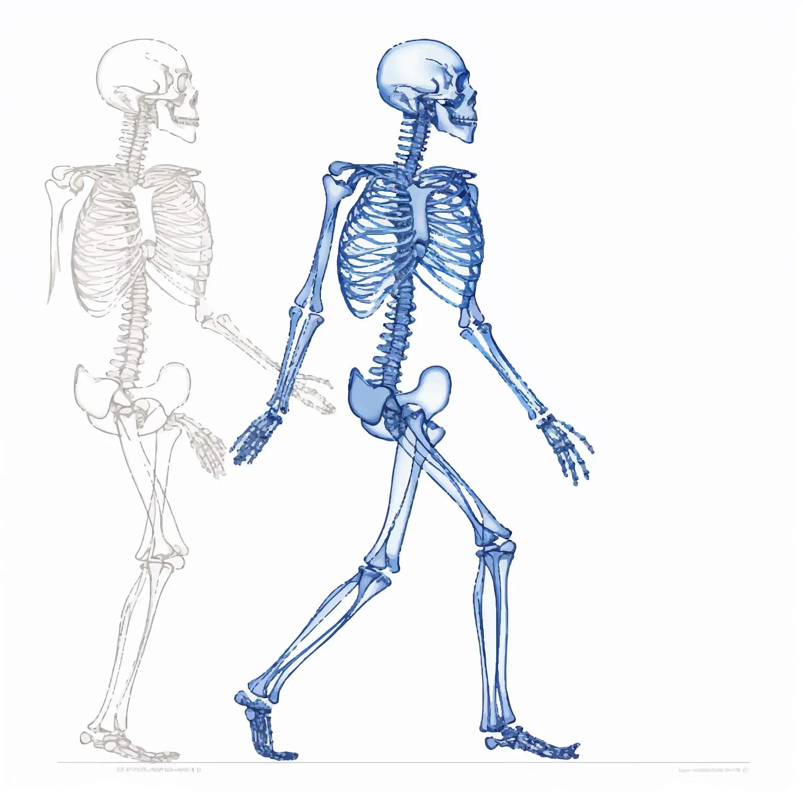 Side View of Realistic Human Skeleton – free illustration for teaching image from Dotvec