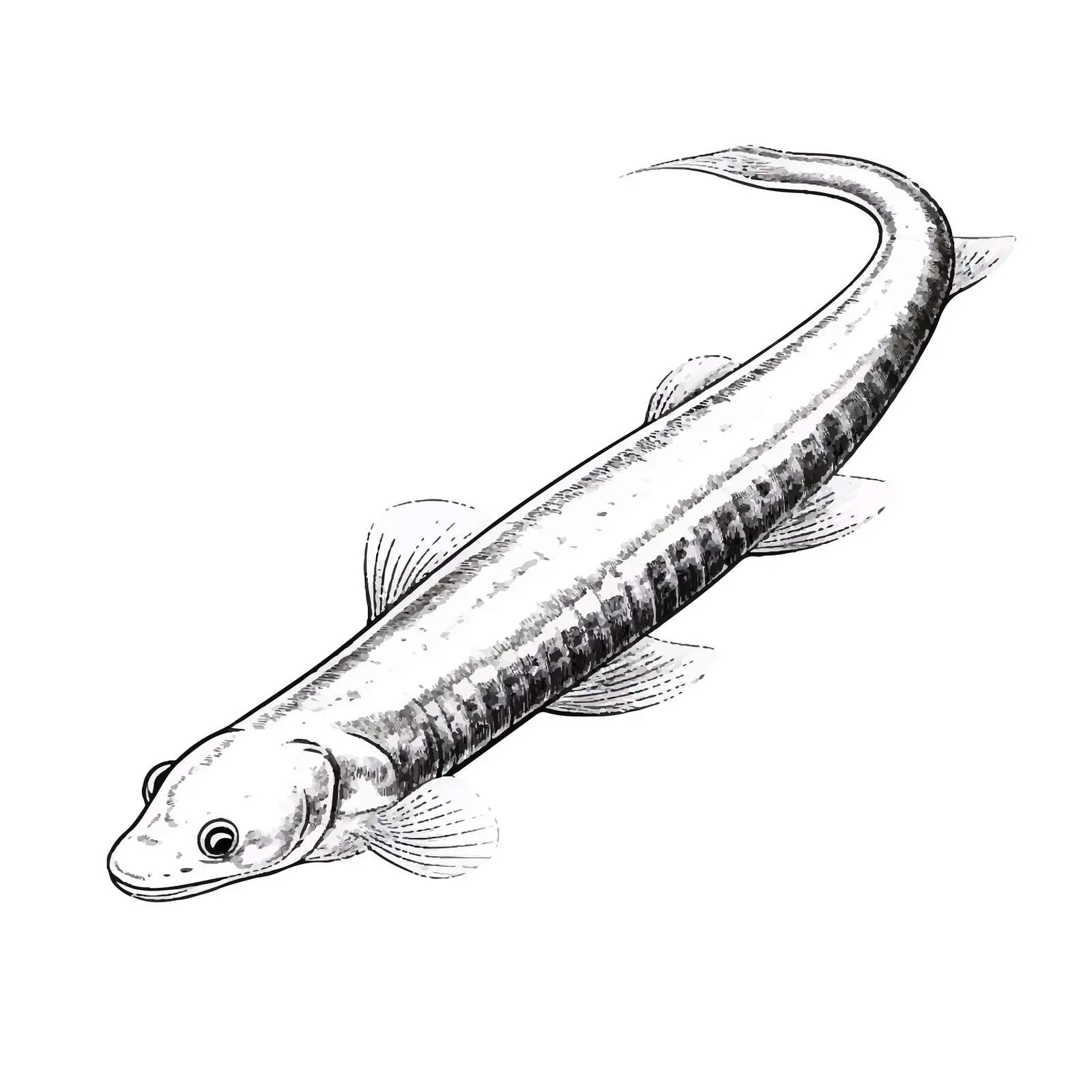 Silver Eel Vector Illustration on White Background — free download from Dotvec