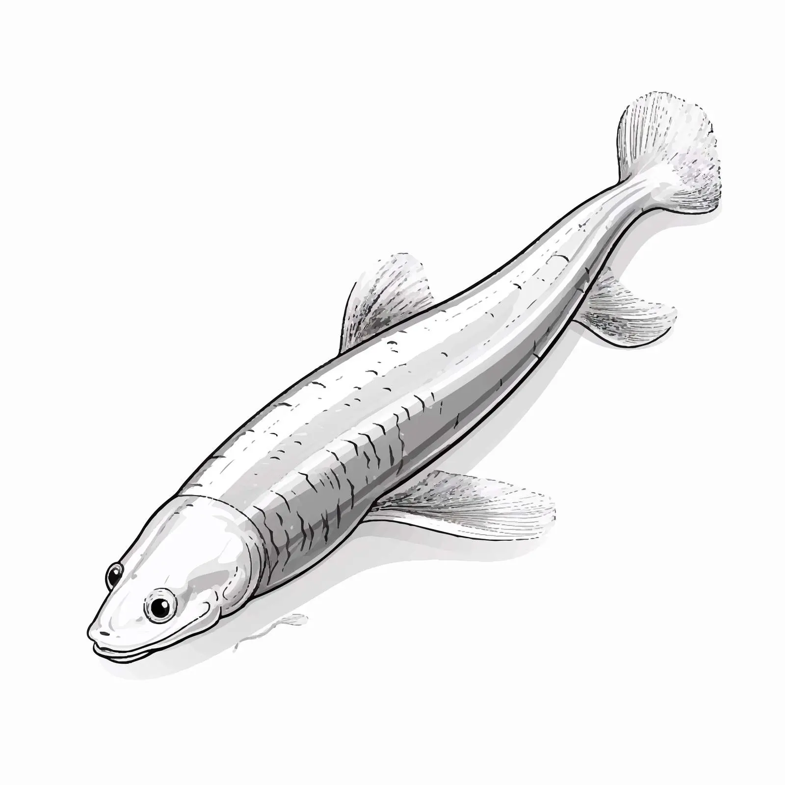 Silver Eel Vector Illustration on White Background — free download from Dotvec