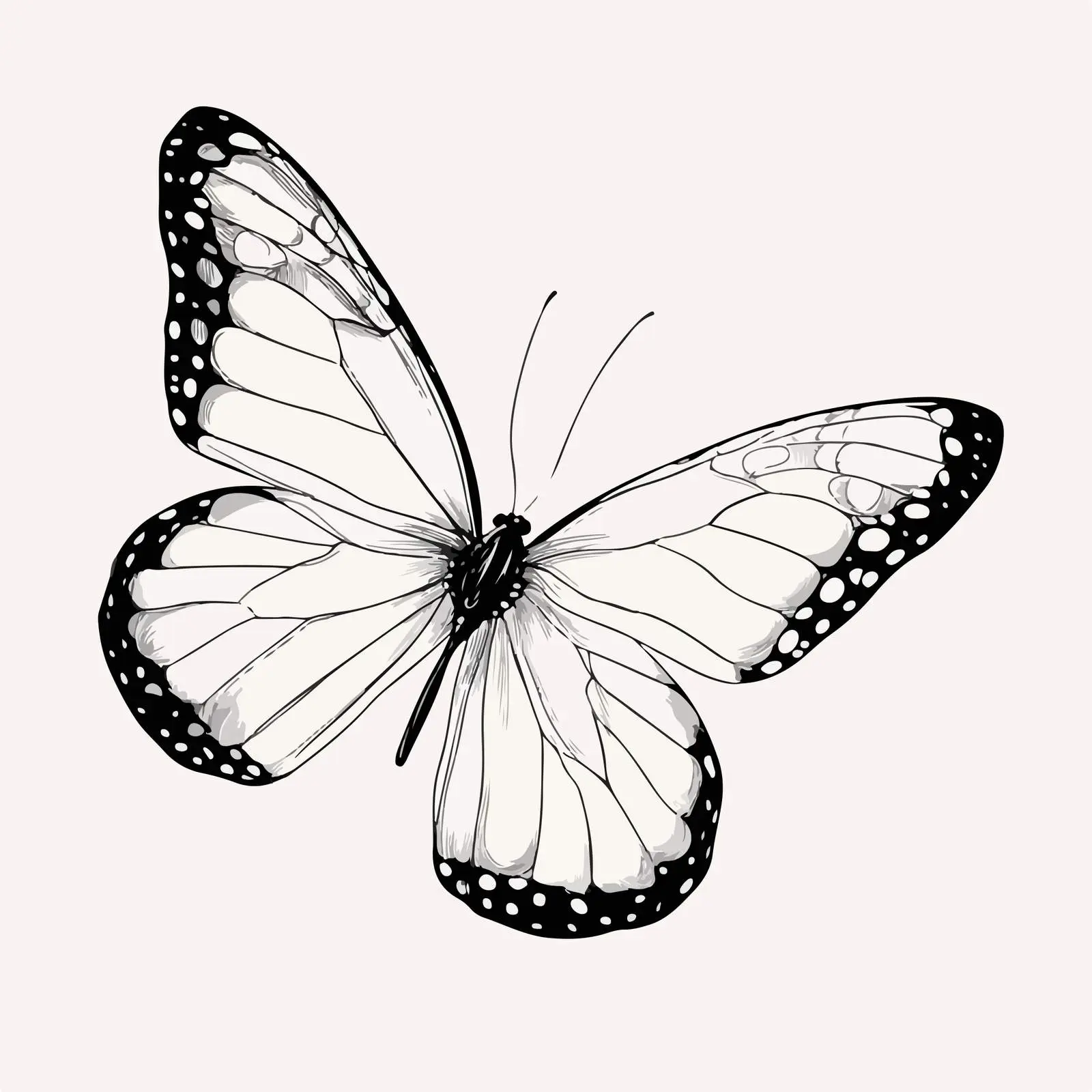 Butterfly Line Drawing — free download from Dotvec