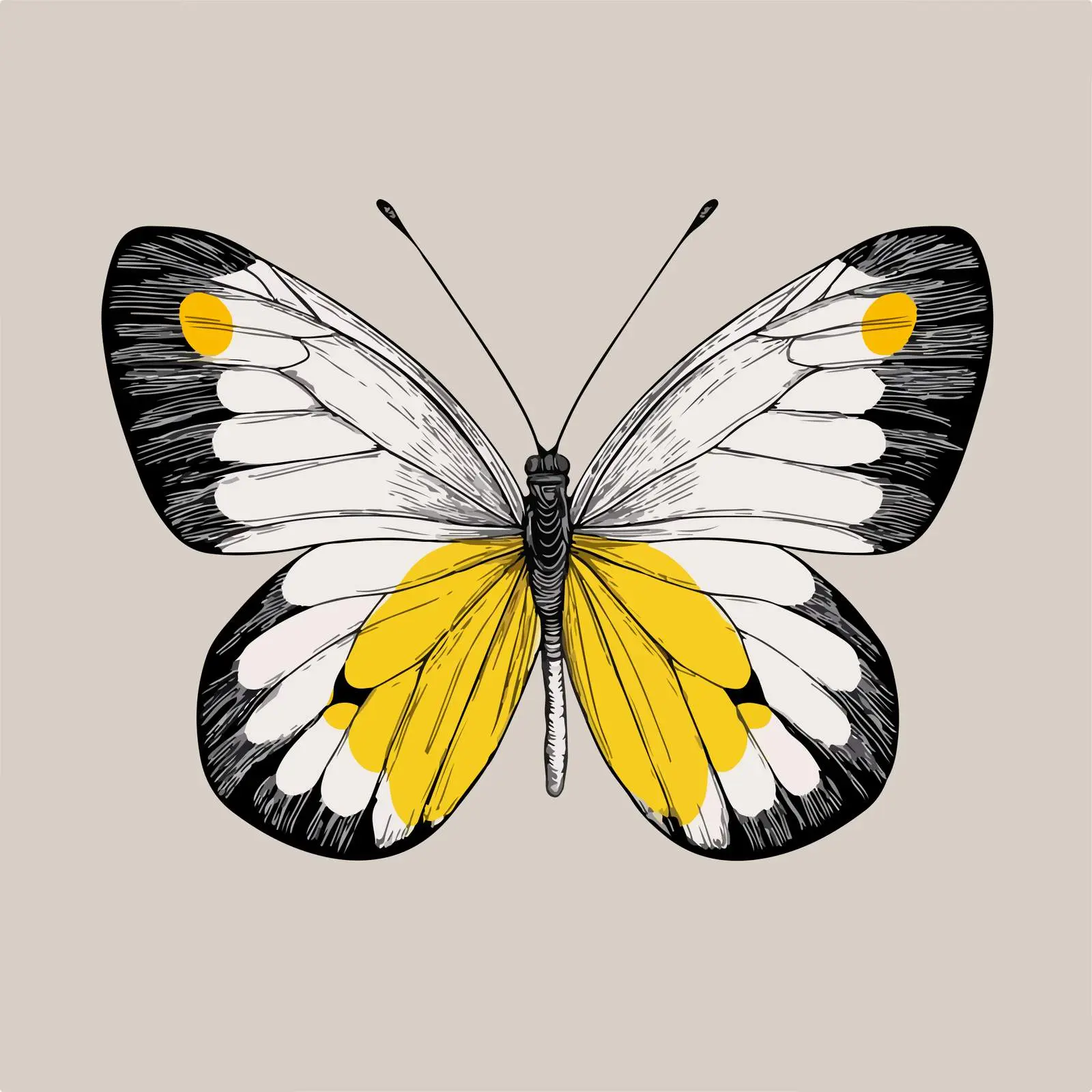 Butterfly Line Art Illustration — free download from Dotvec