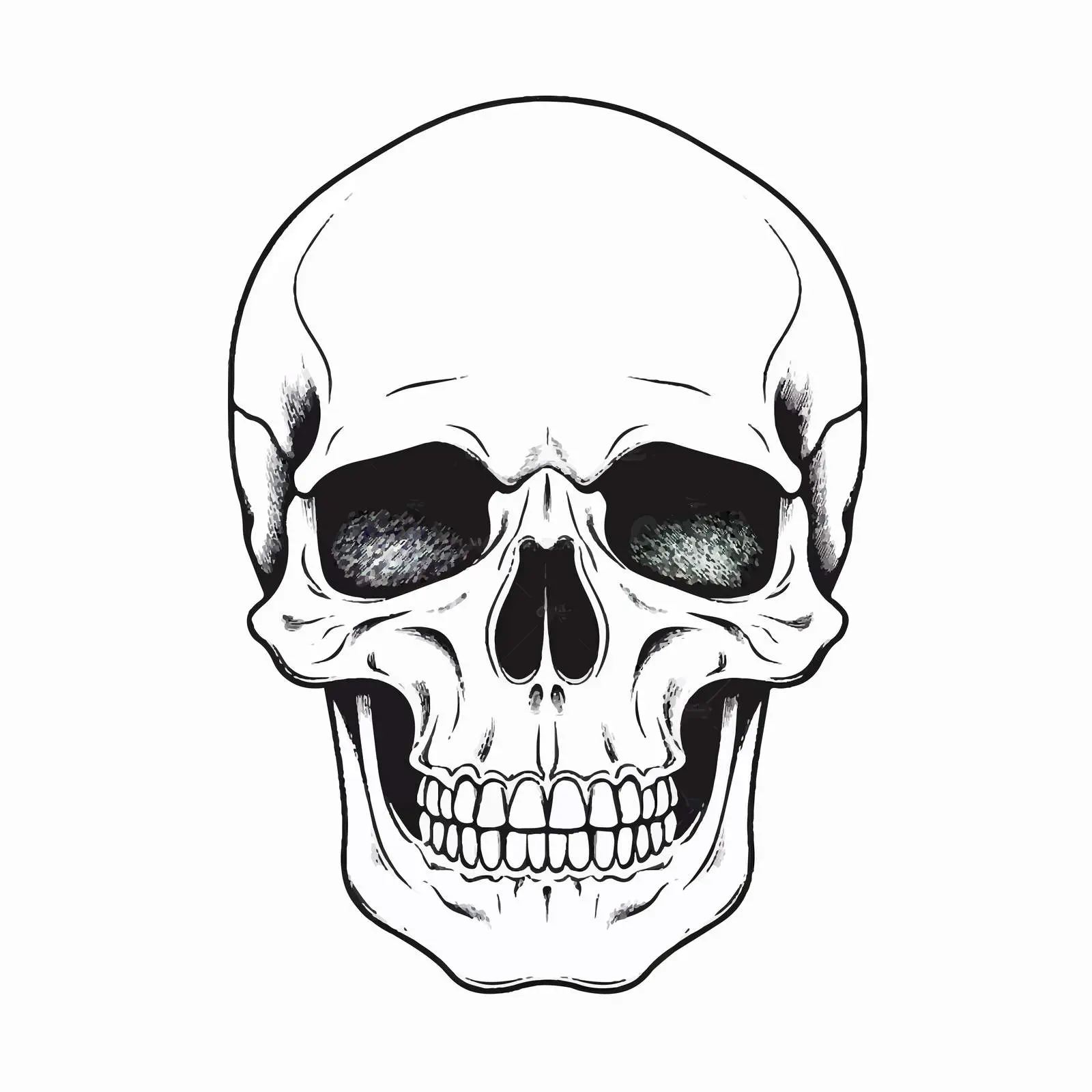 Skull Line Vector Illustration on White Background — free download from Dotvec