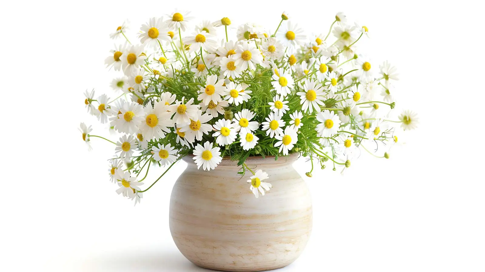 Chamomile Daisy Flowers Bouquet in Ceramic Vase — free download from Dotvec