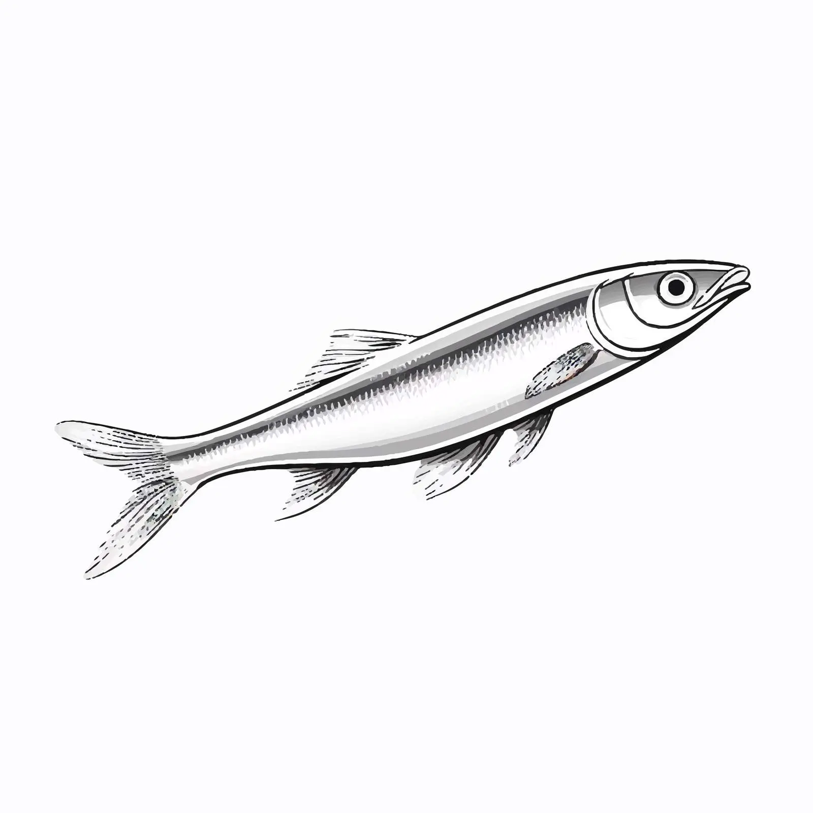 Smelt Fish Line Art Vector Illustration – free sustainable seafood image from Dotvec