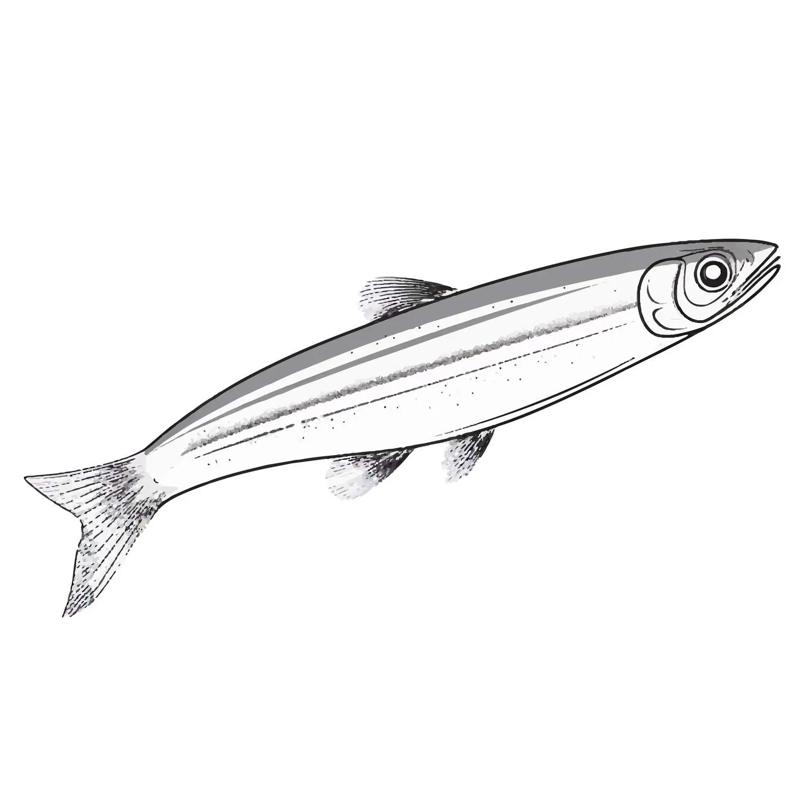 Line Vector Illustration of Smelt Fish — free download from Dotvec