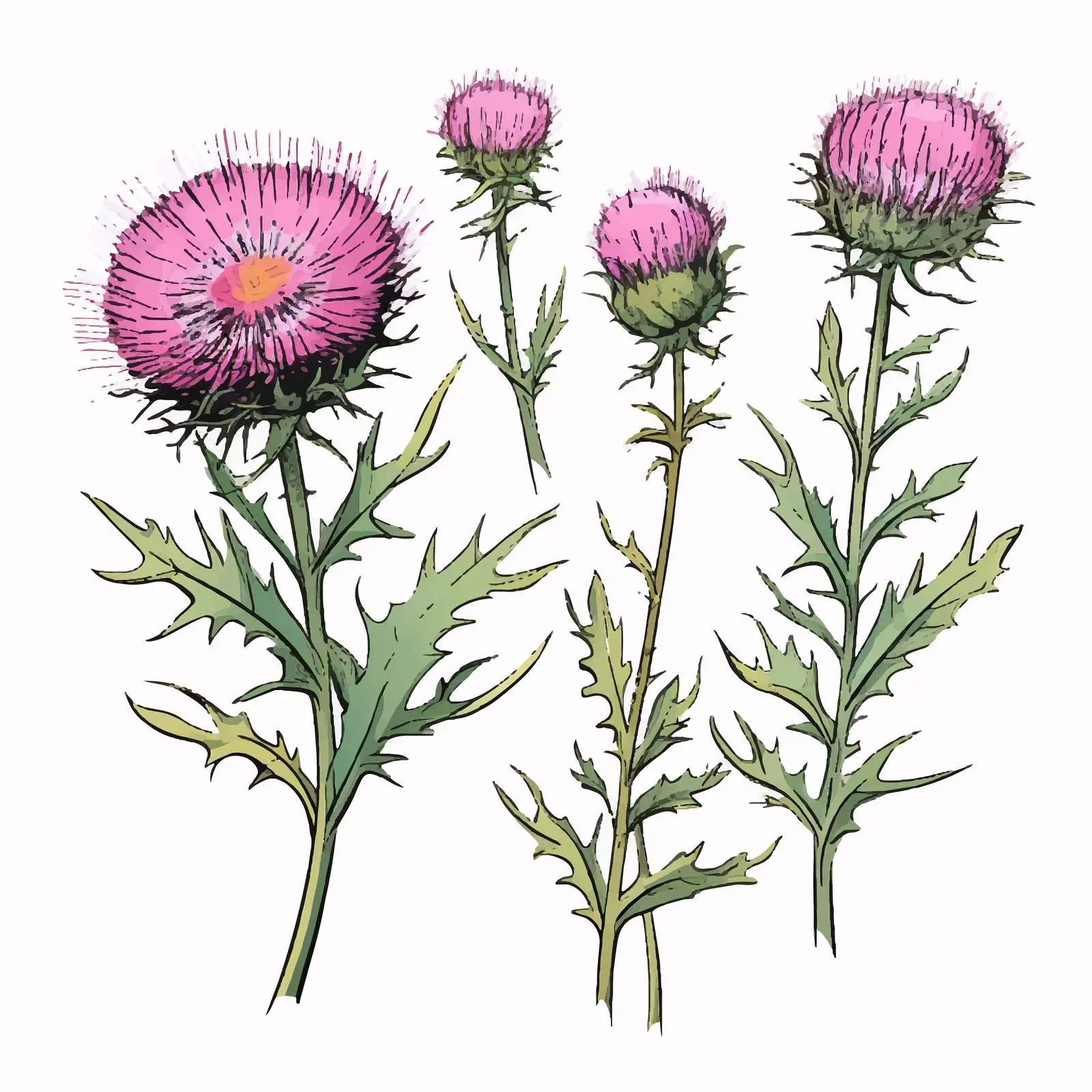 Southern Globethistle Flower Inflorescences and Stems — free download from Dotvec