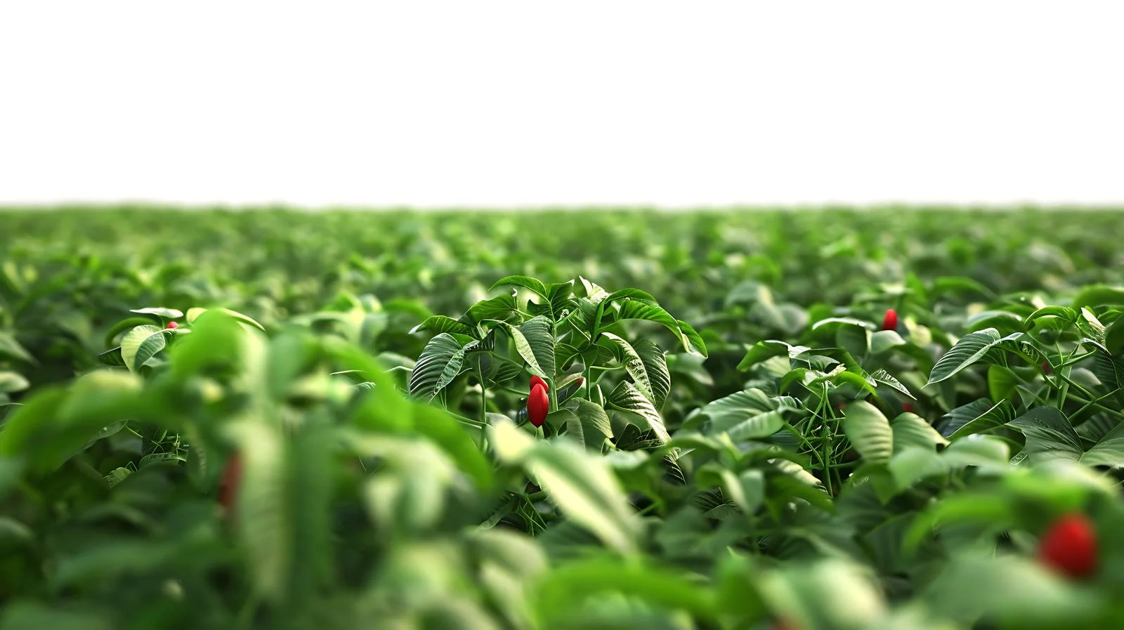 Golden Soybean Field Bathed in Evening Sunlight — free download from Dotvec