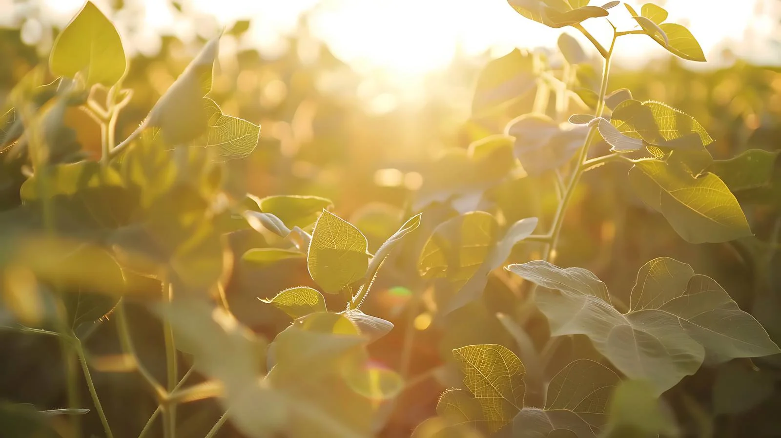Golden Soybean Field Bathed in Afternoon Sunlight — free download from Dotvec
