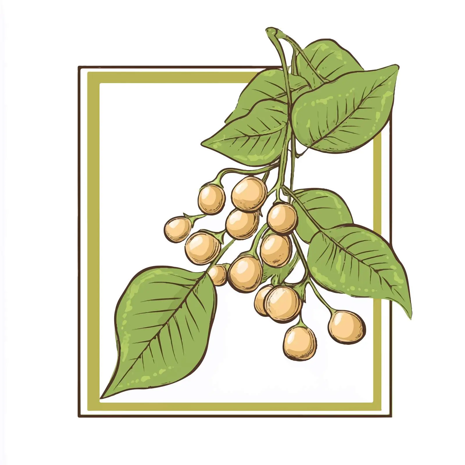 Soybean Flat Vector Illustration in Frame — free download from Dotvec
