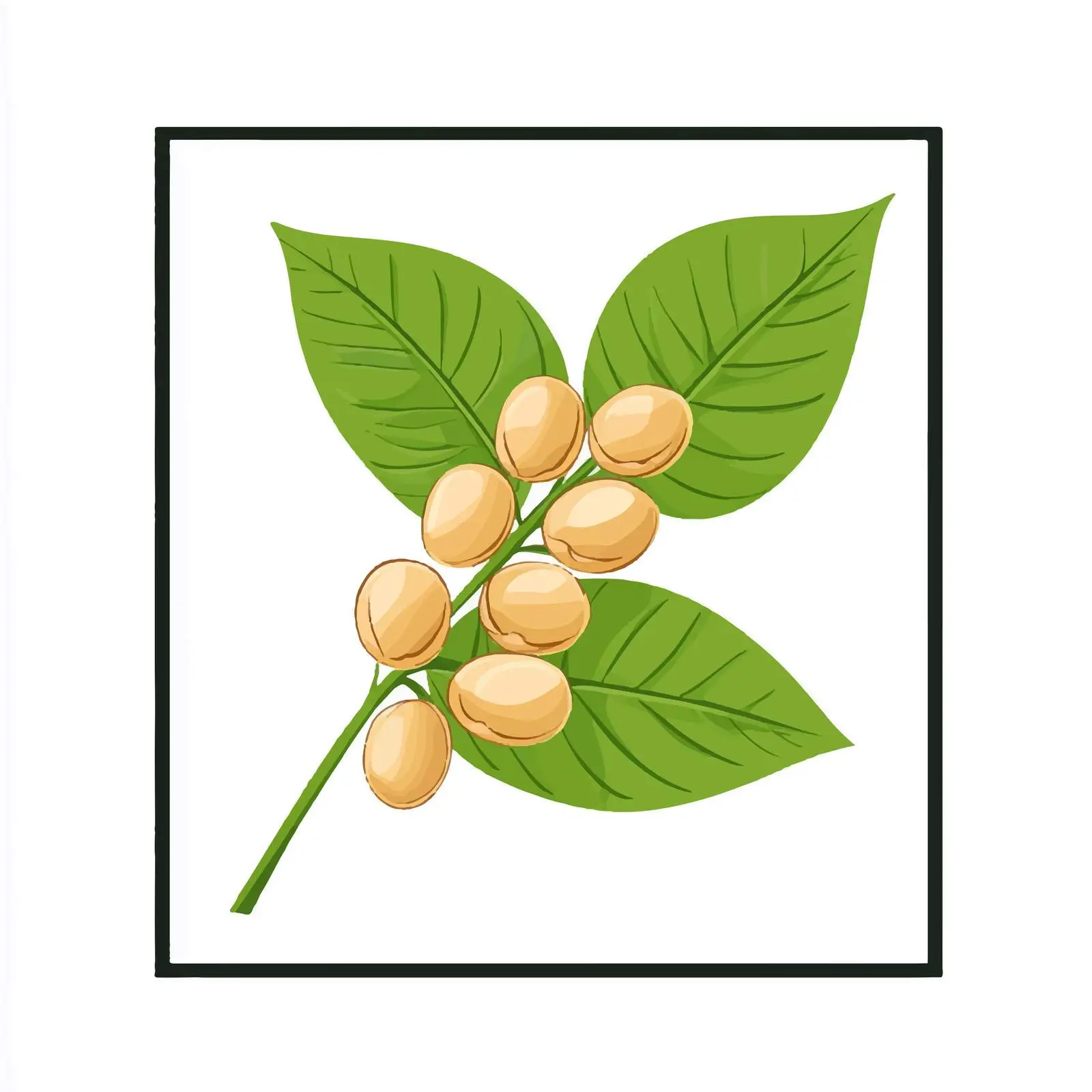 Framed Soybean Flat Vector Illustration — free download from Dotvec