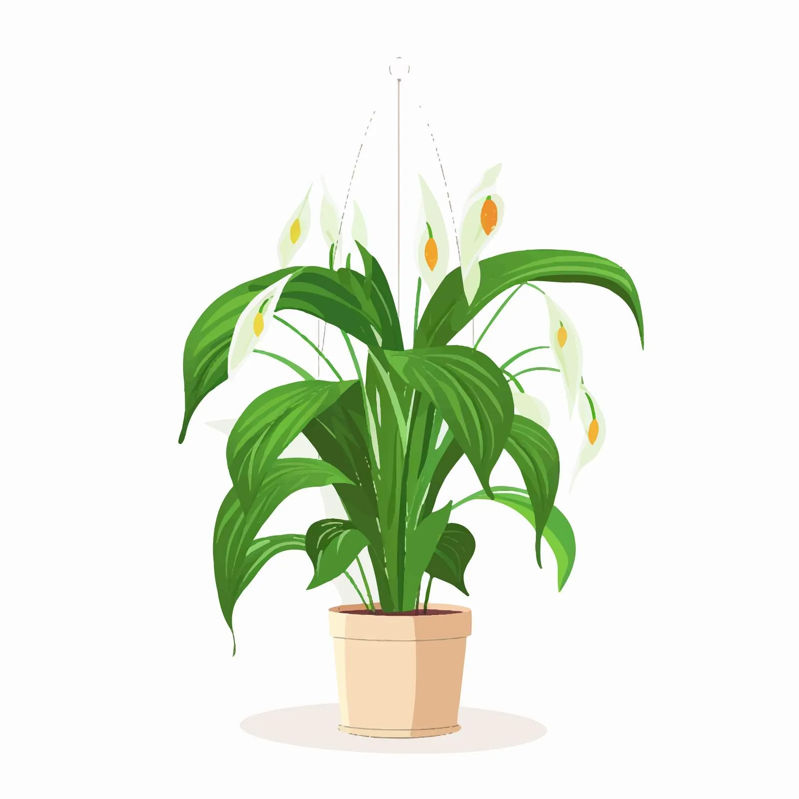 Spathiphyllum Potted House Plant with Long Leaves – free beautiful foliage image from Dotvec