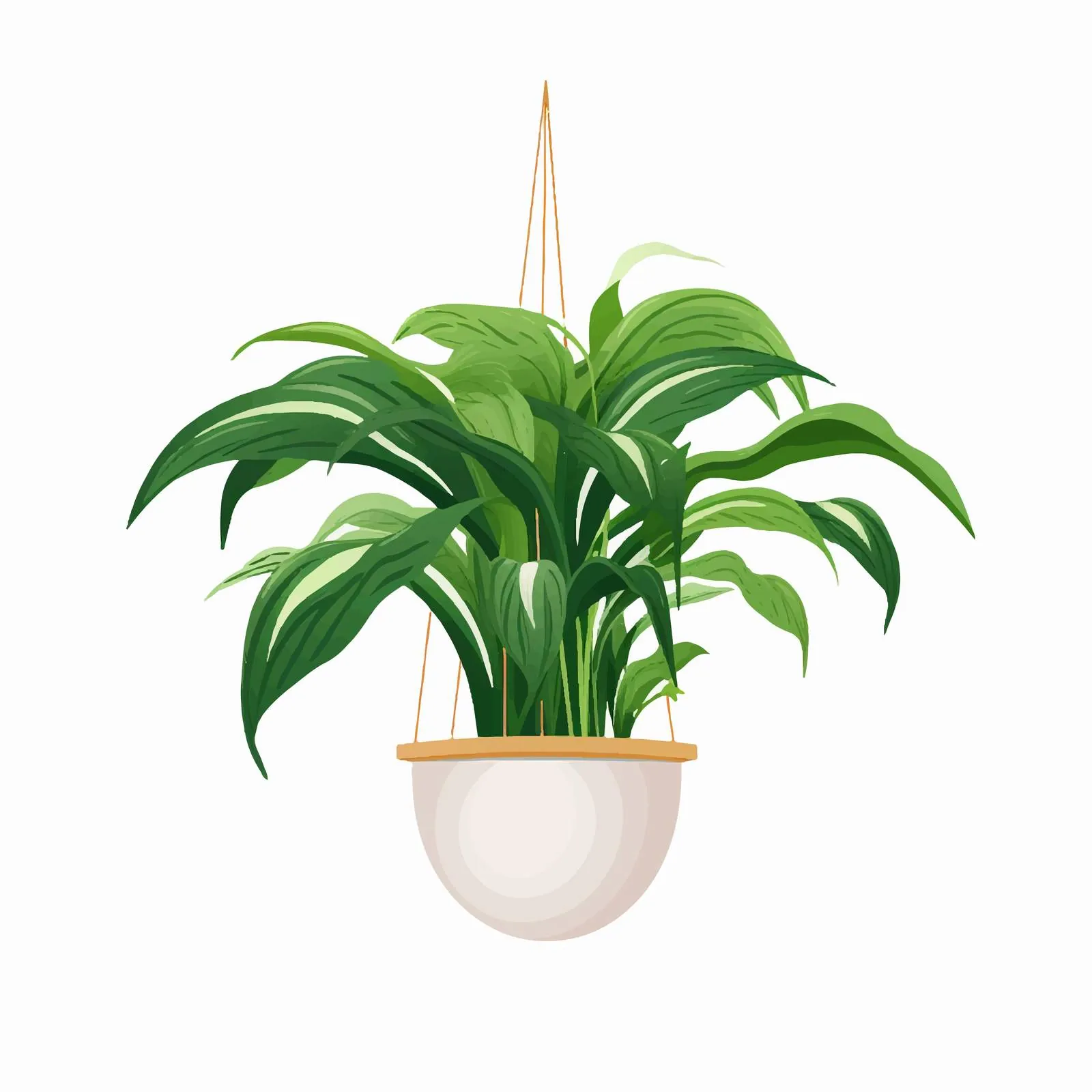Spathiphyllum Potted House Plant with Long Leaves — free download from Dotvec