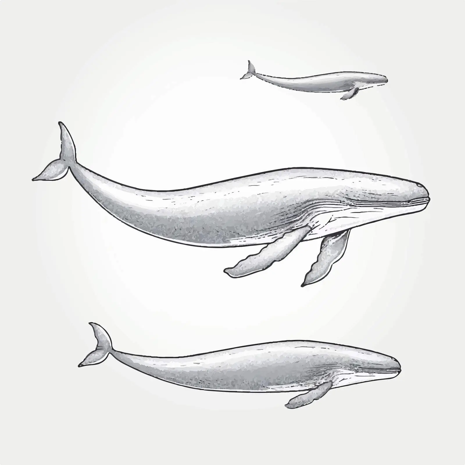Sperm Whale Line Vector Illustration on White Background — free download from Dotvec