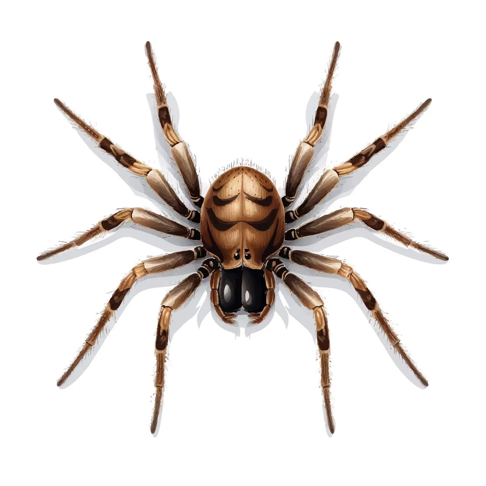 Isolated Spider Vector Illustration on White Background – free web use image from Dotvec