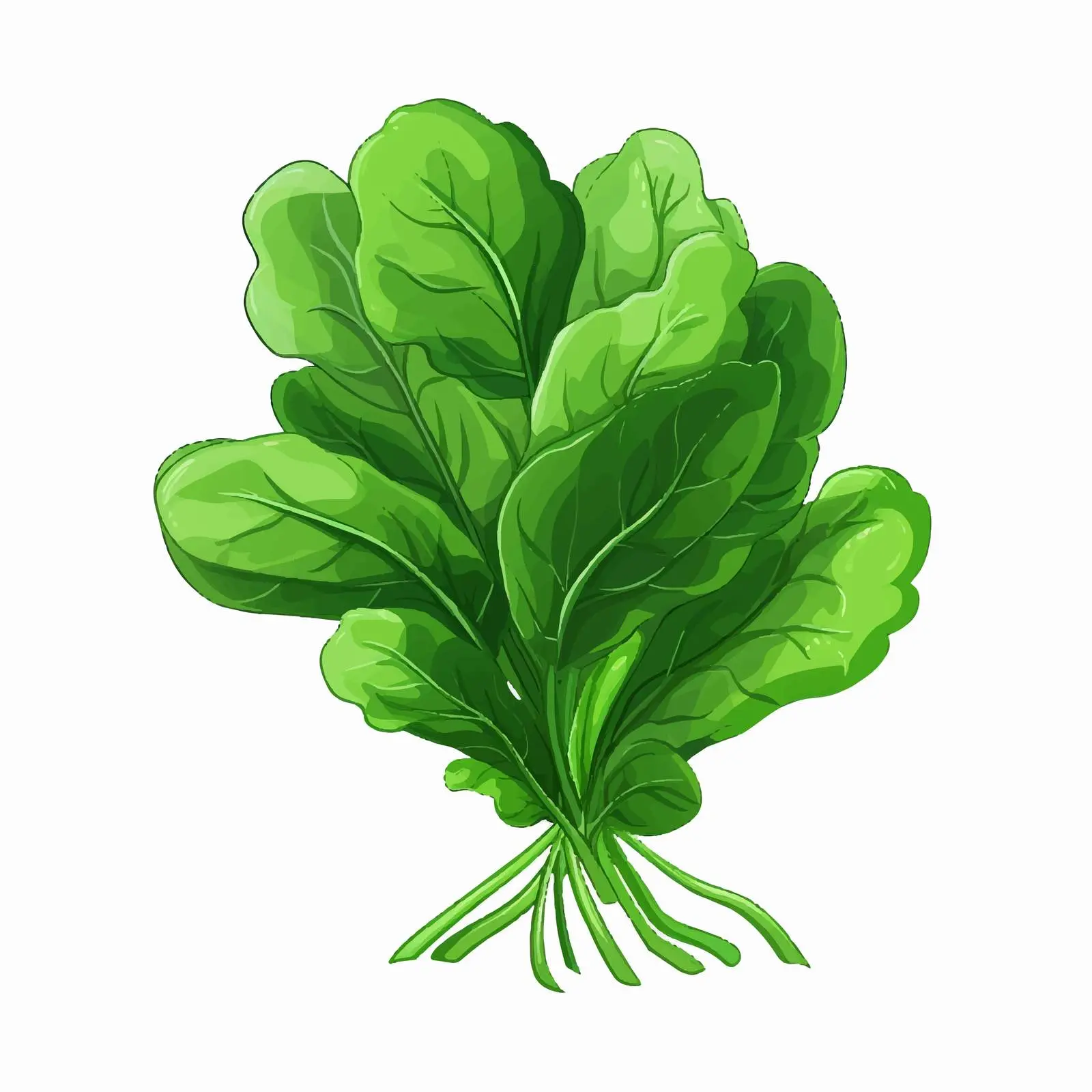 Cartoon Spinach Vector Illustration — free download from Dotvec