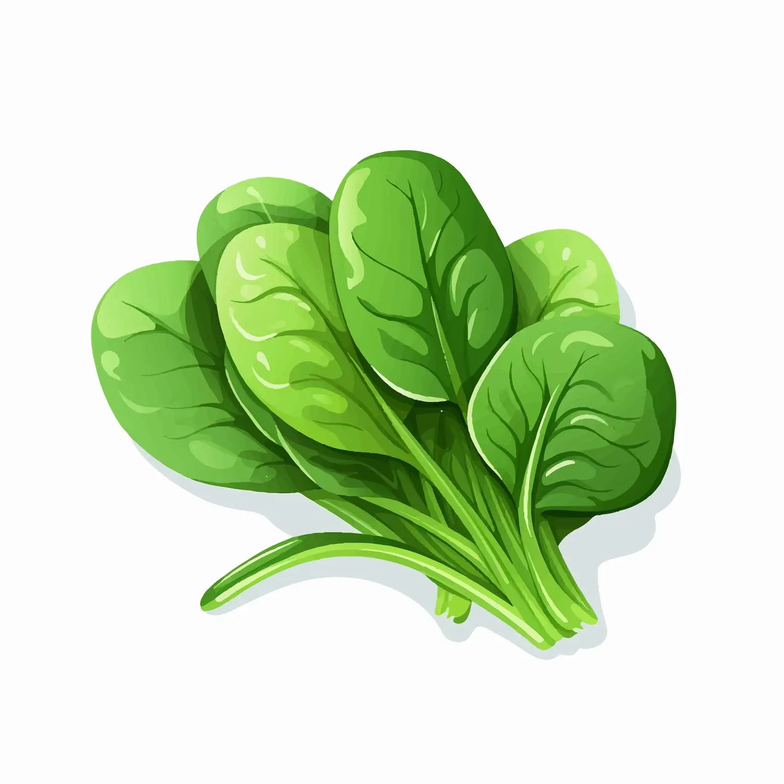 Isolated Spinach Vector Illustration on White Background — free download from Dotvec
