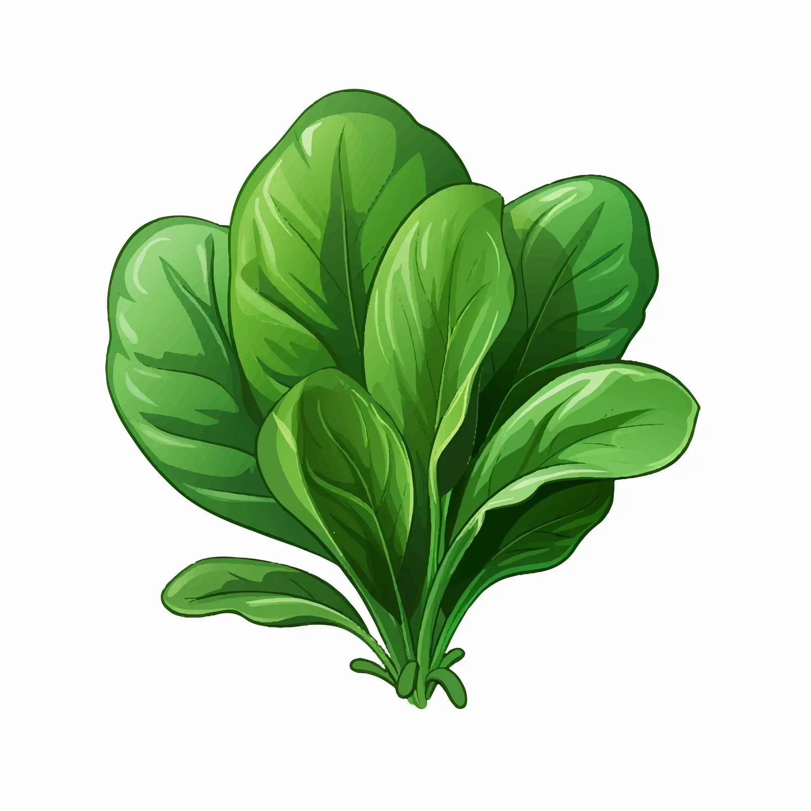 Isolated Spinach Vector Illustration on White Background — free download from Dotvec