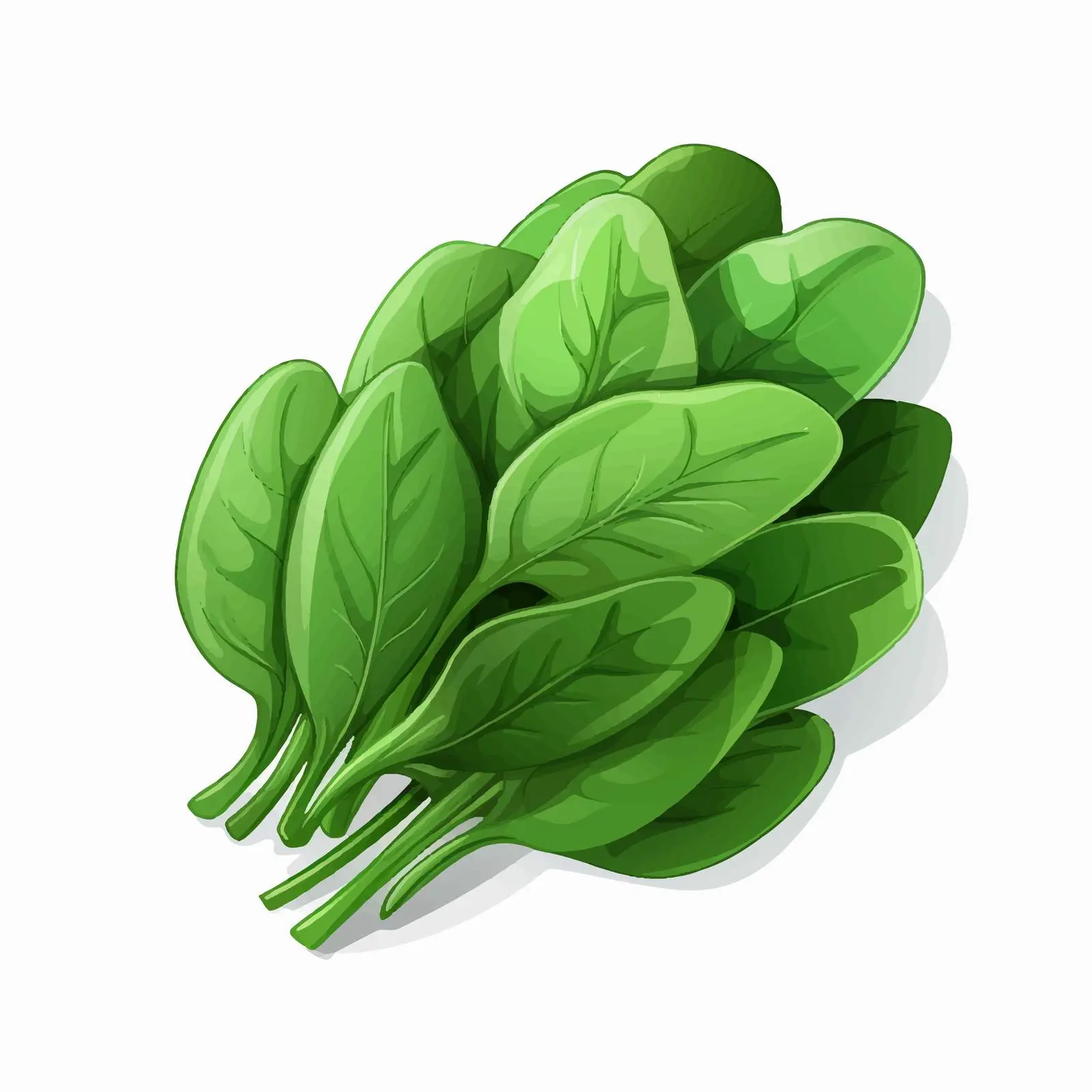 Isolated Spinach Vector Illustration on White Background — free download from Dotvec