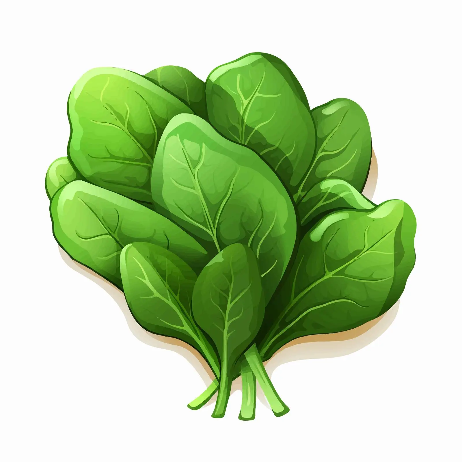Isolated Spinach Vector Illustration on White Background — free download from Dotvec