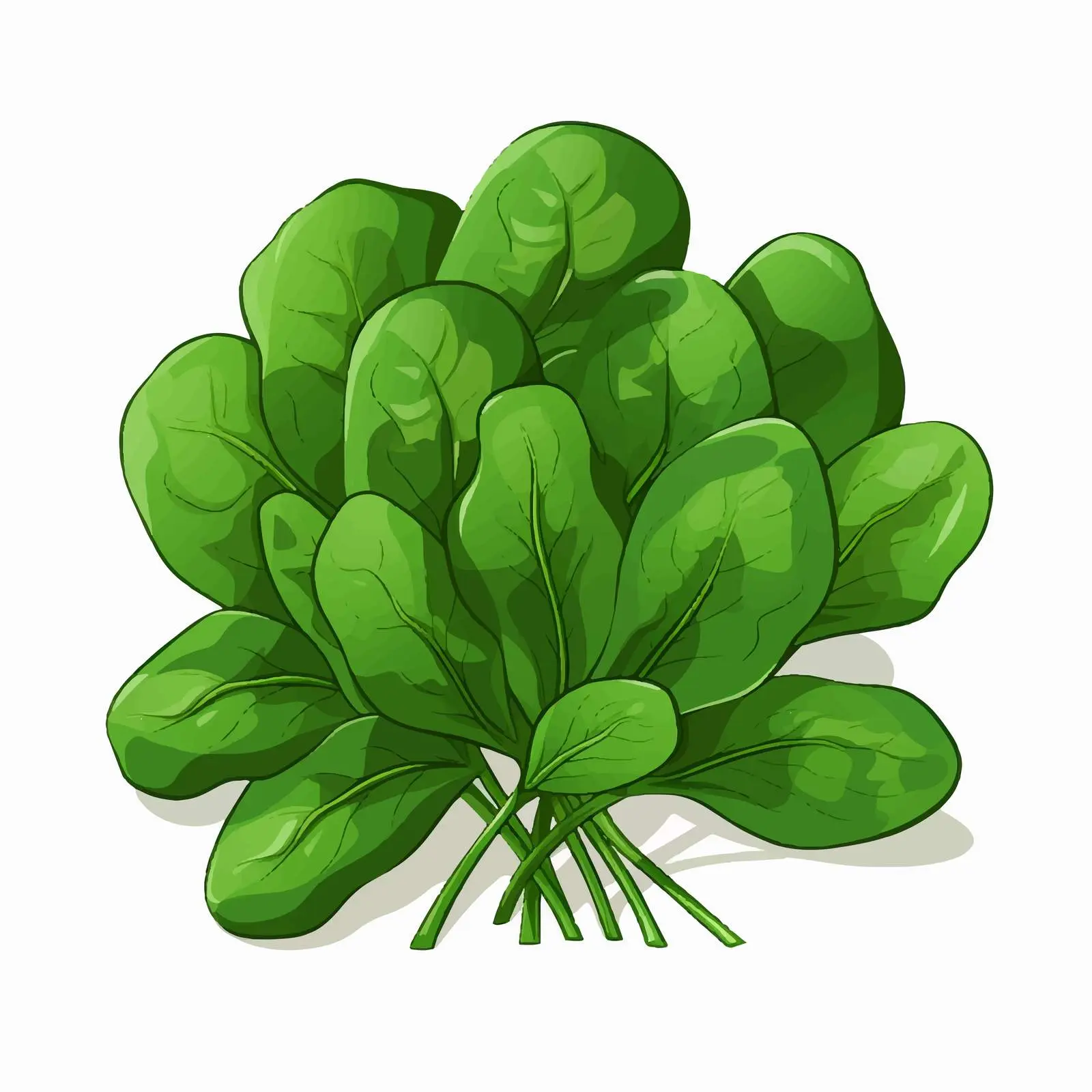 Fresh Spinach Vector Illustration on White Background — free download from Dotvec