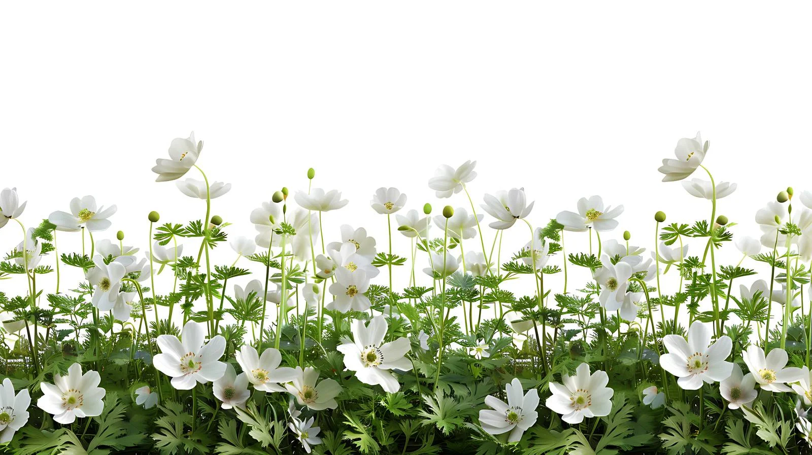 Serene Spring Woodland with White Blossoms — free download from Dotvec
