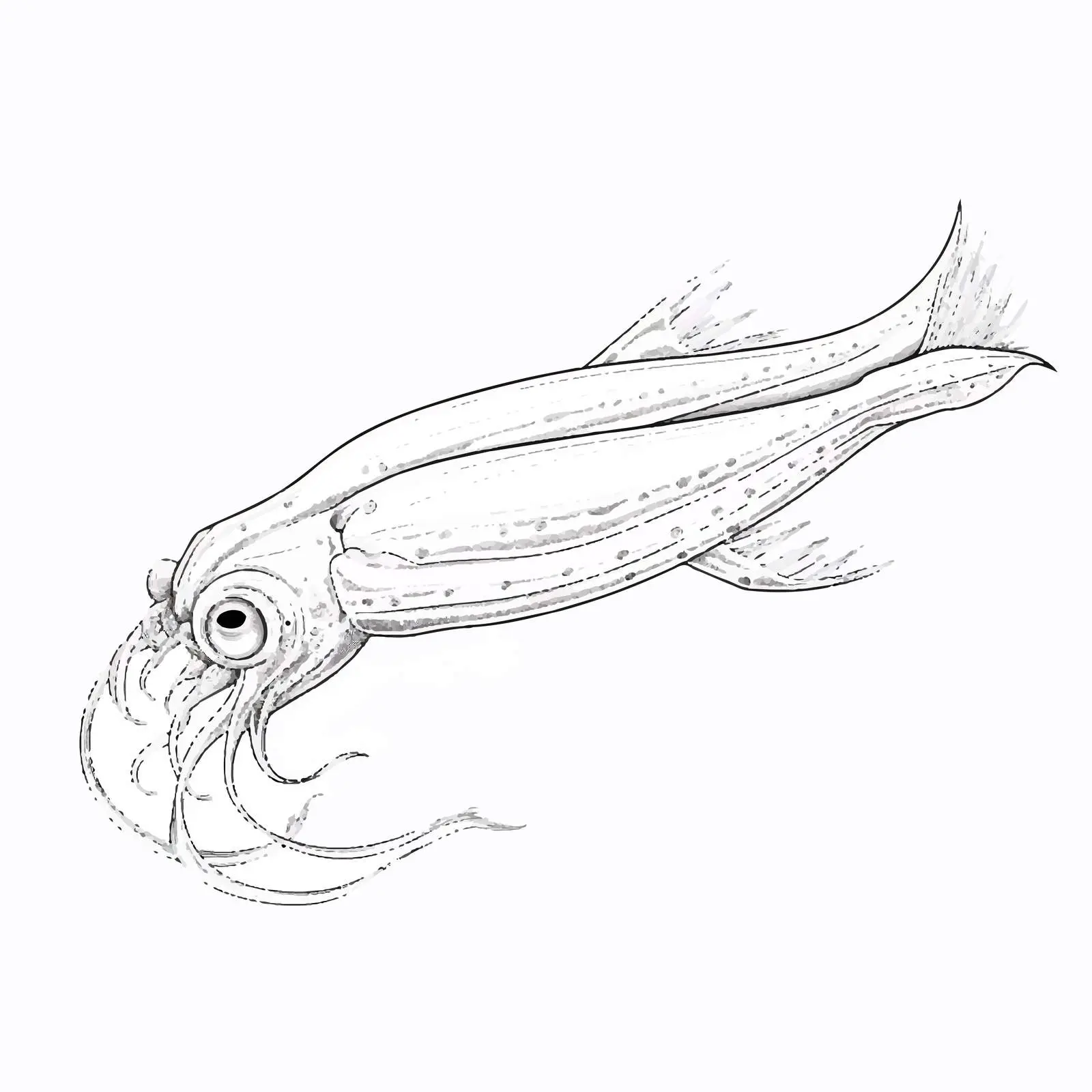 Squid Line Vector Illustration on White Background — free download from Dotvec