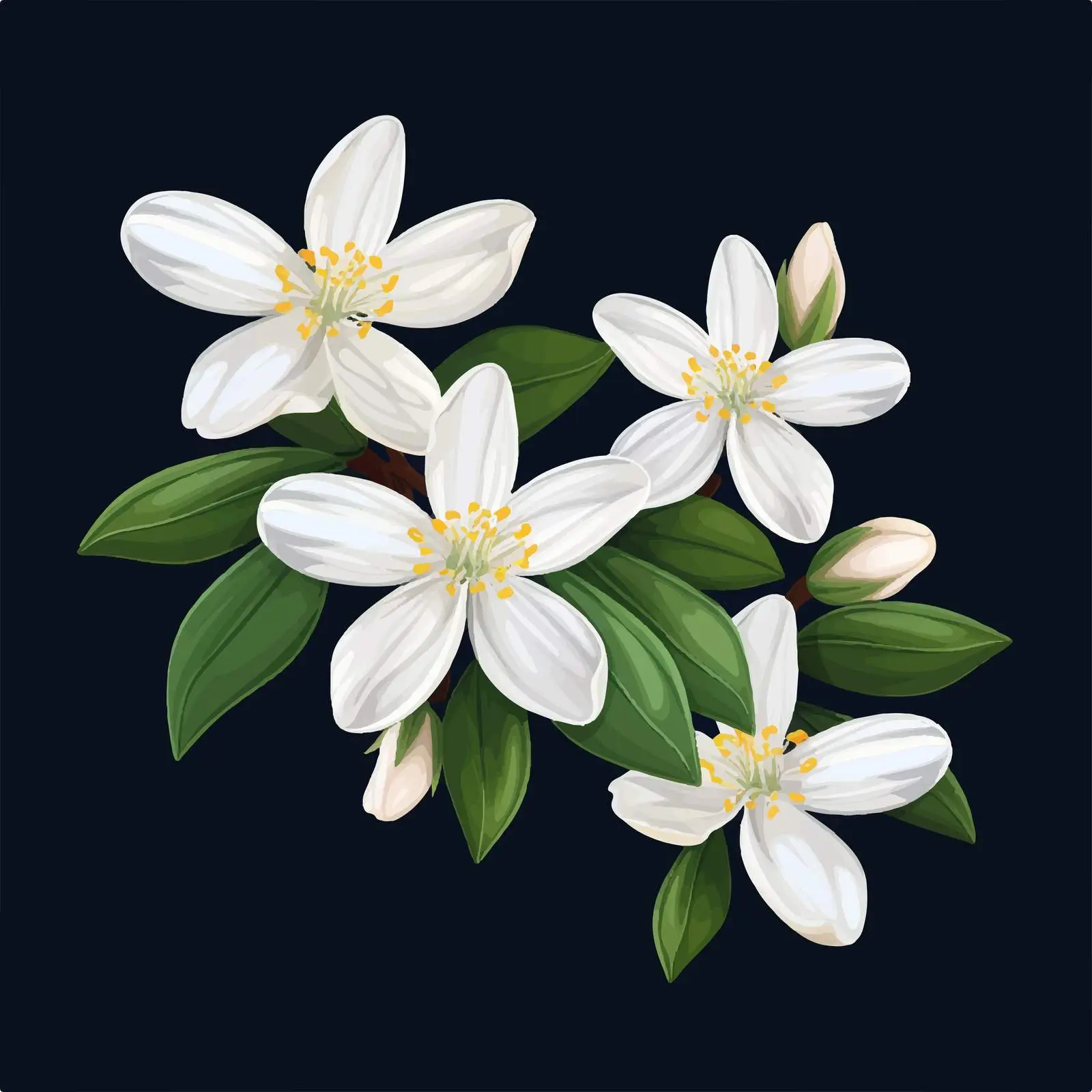Elegant Star-Shaped White Jasmine Flowers — free download from Dotvec
