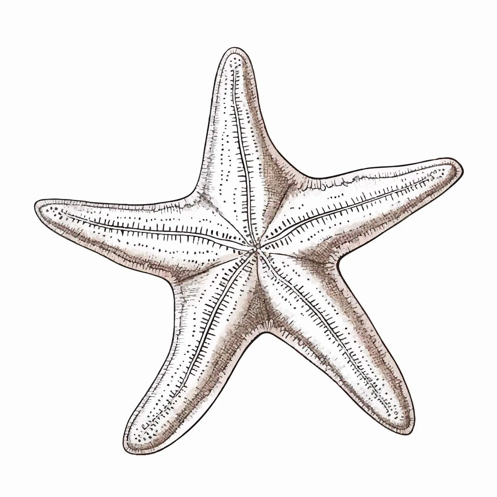 Cartoon Starfish Vector Illustration — free download from Dotvec