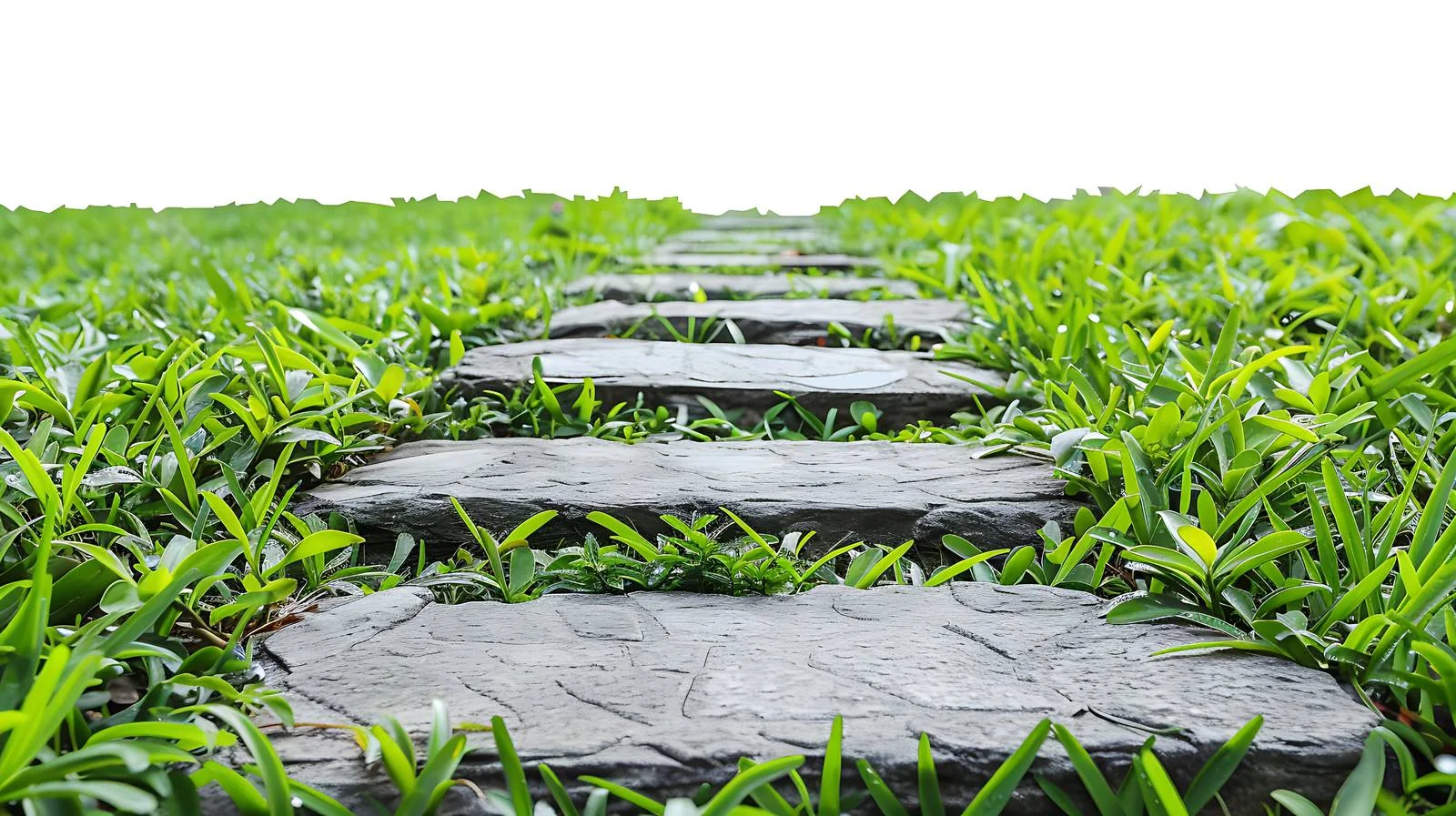 Tranquil Stone Path Amid Green Foliage — free download from Dotvec