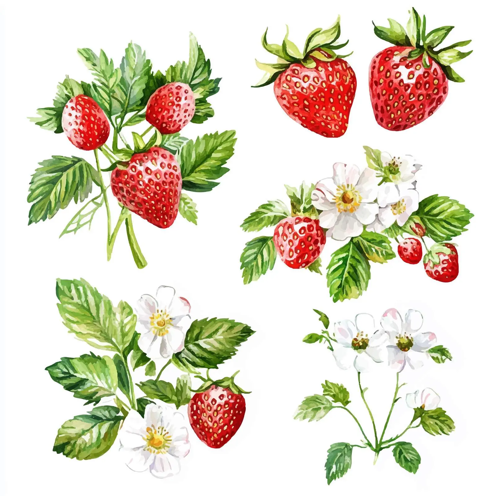 Strawberry Bouquets with Flowers and Leaves Vectors — free download from Dotvec