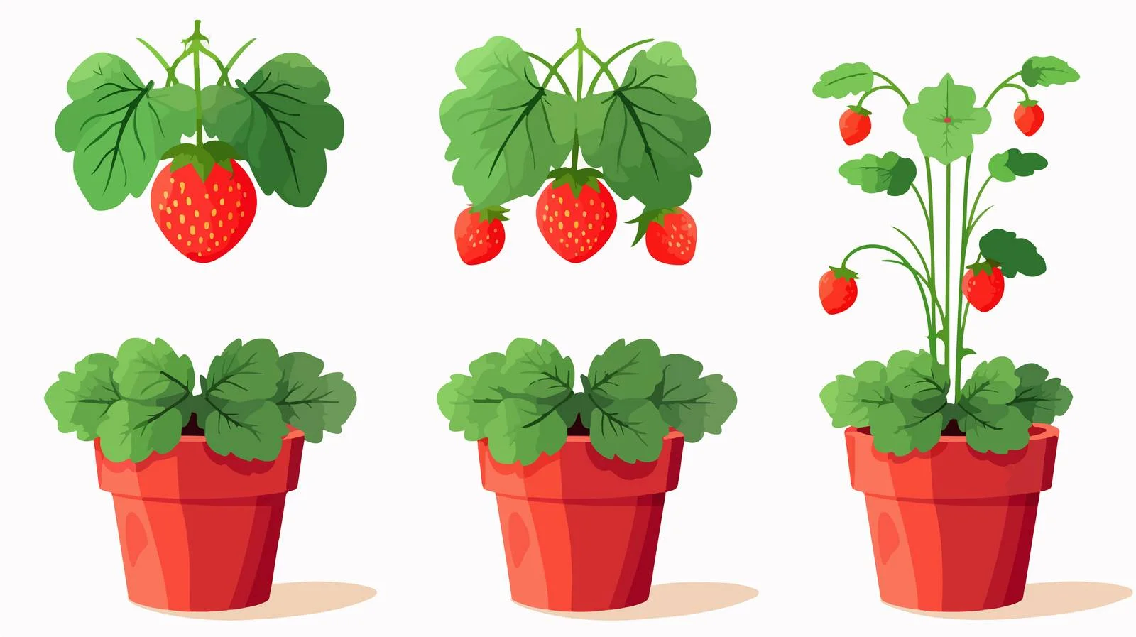 Healthy Strawberry Plant in Pot — free download from Dotvec