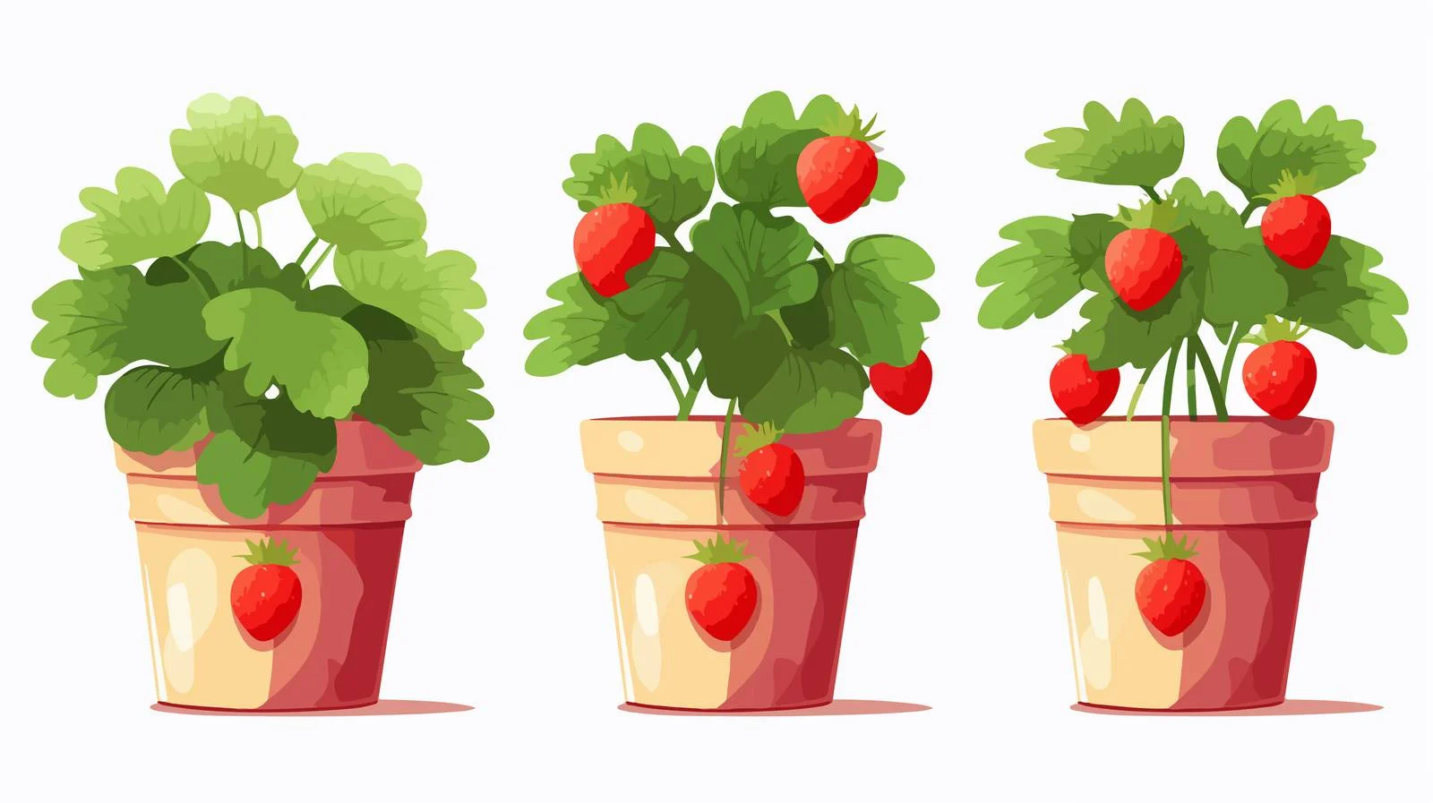 Healthy Strawberry Plant in Pot — free download from Dotvec