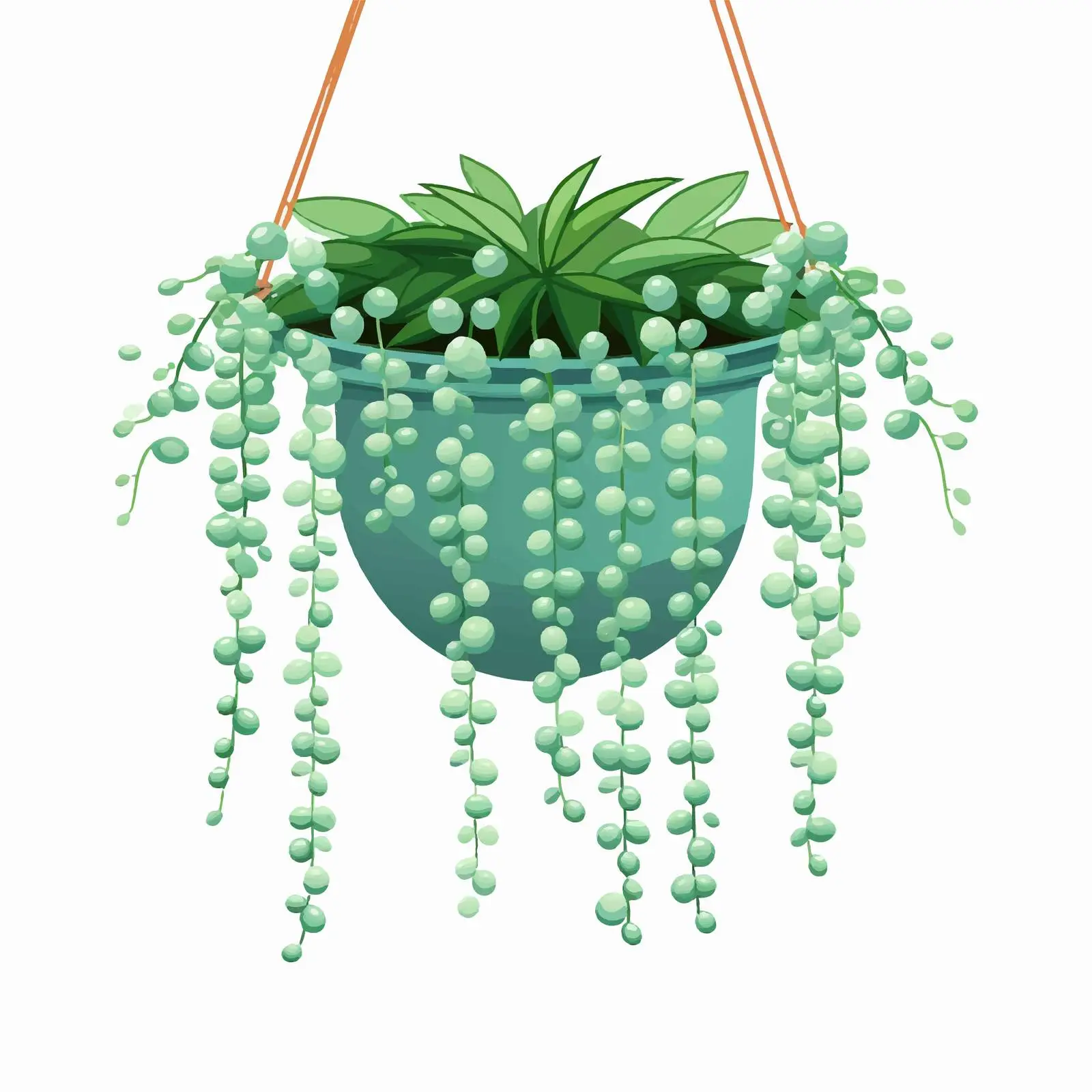 String of Pearls Houseplant Vector Illustration — free download from Dotvec