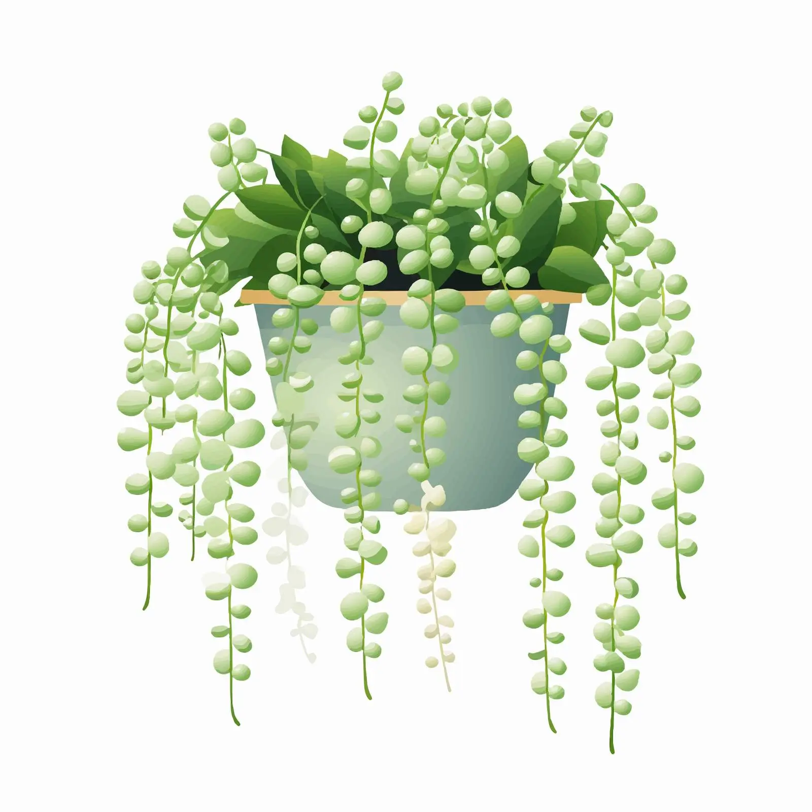 String of Pearls Houseplant Flat Vector Illustration — free download from Dotvec