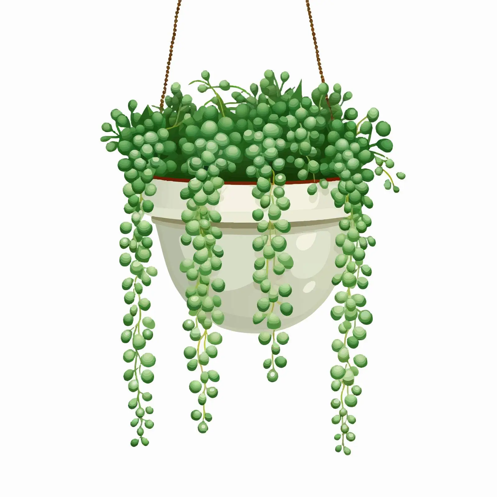 String of Pearls Houseplant Vector Illustration — free download from Dotvec