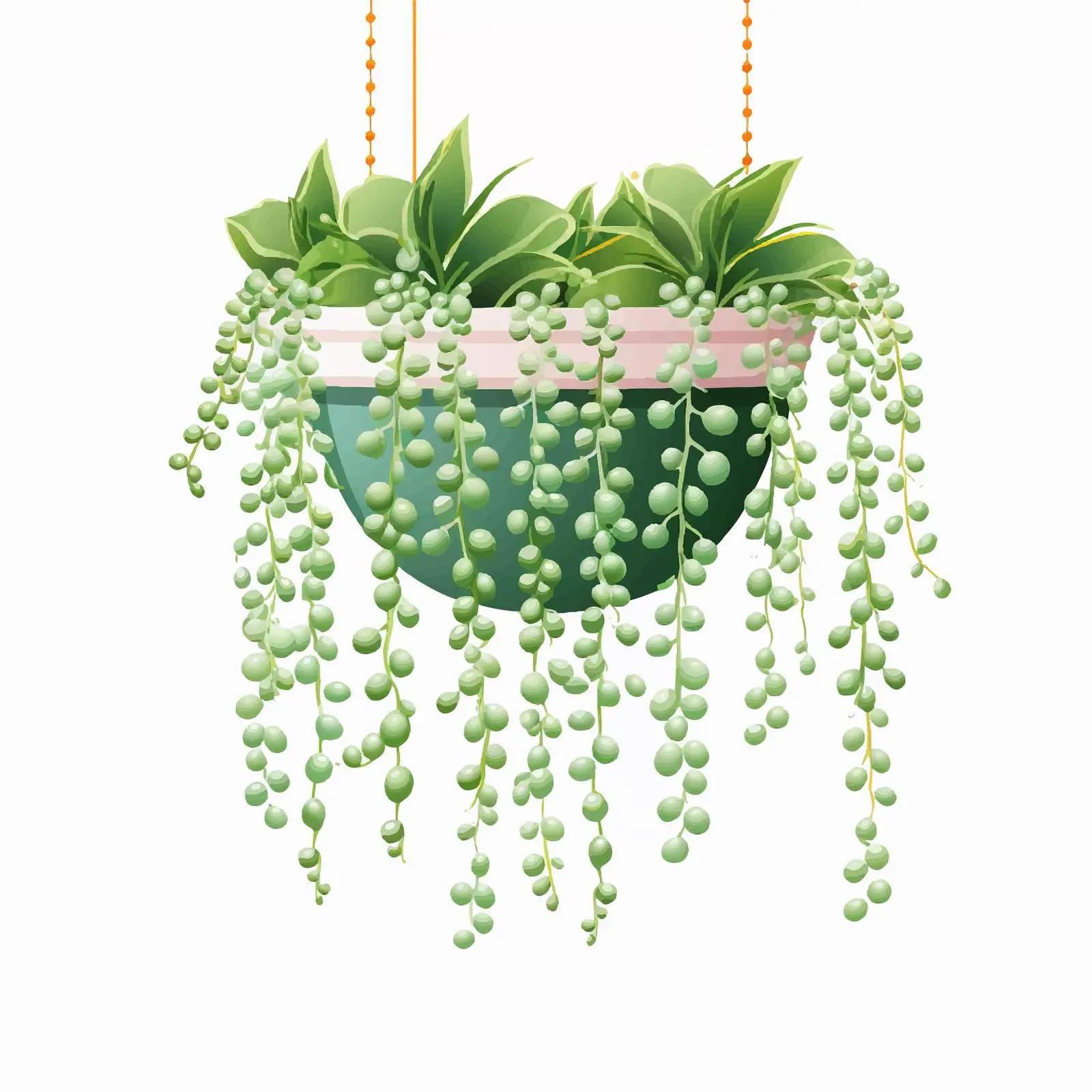 String of Pearls Houseplant Vector Illustration — free download from Dotvec