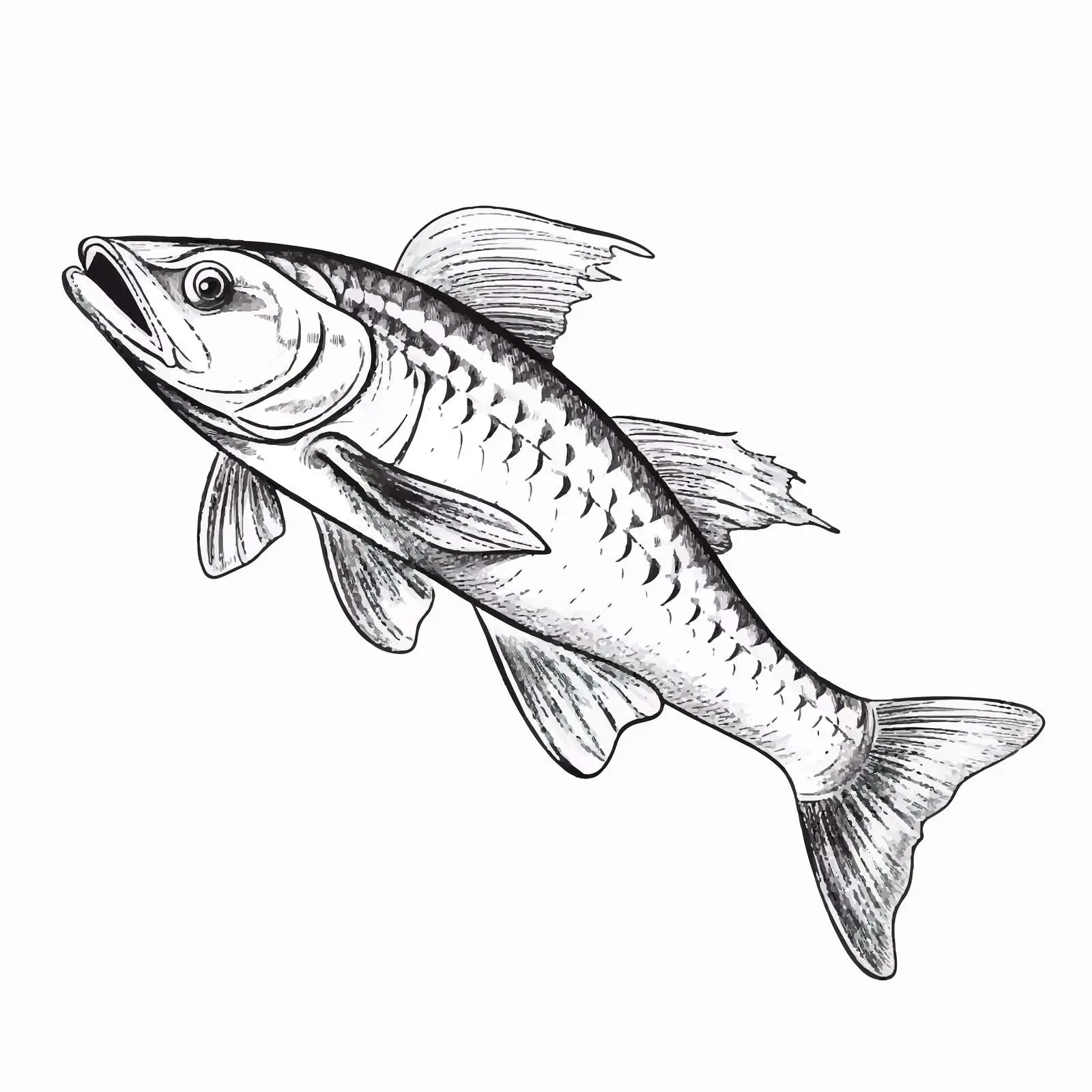 Sturgeon Fish Vector Illustration on White Background — free download from Dotvec