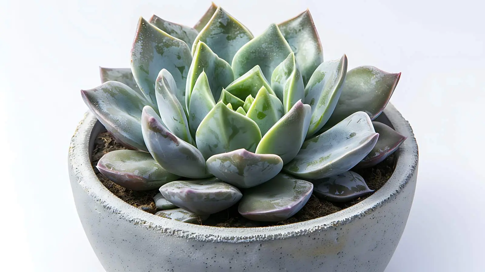 Minimal Succulent Cactus on White Background — free download from Dotvec