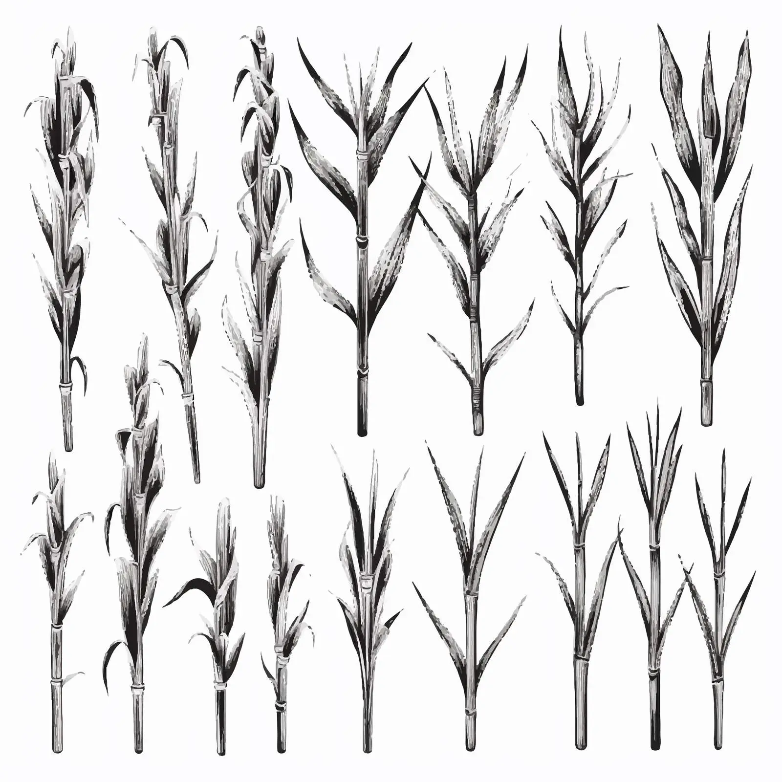 Hand-Drawn Sugar Cane Vector Illustrations Set — free download from Dotvec